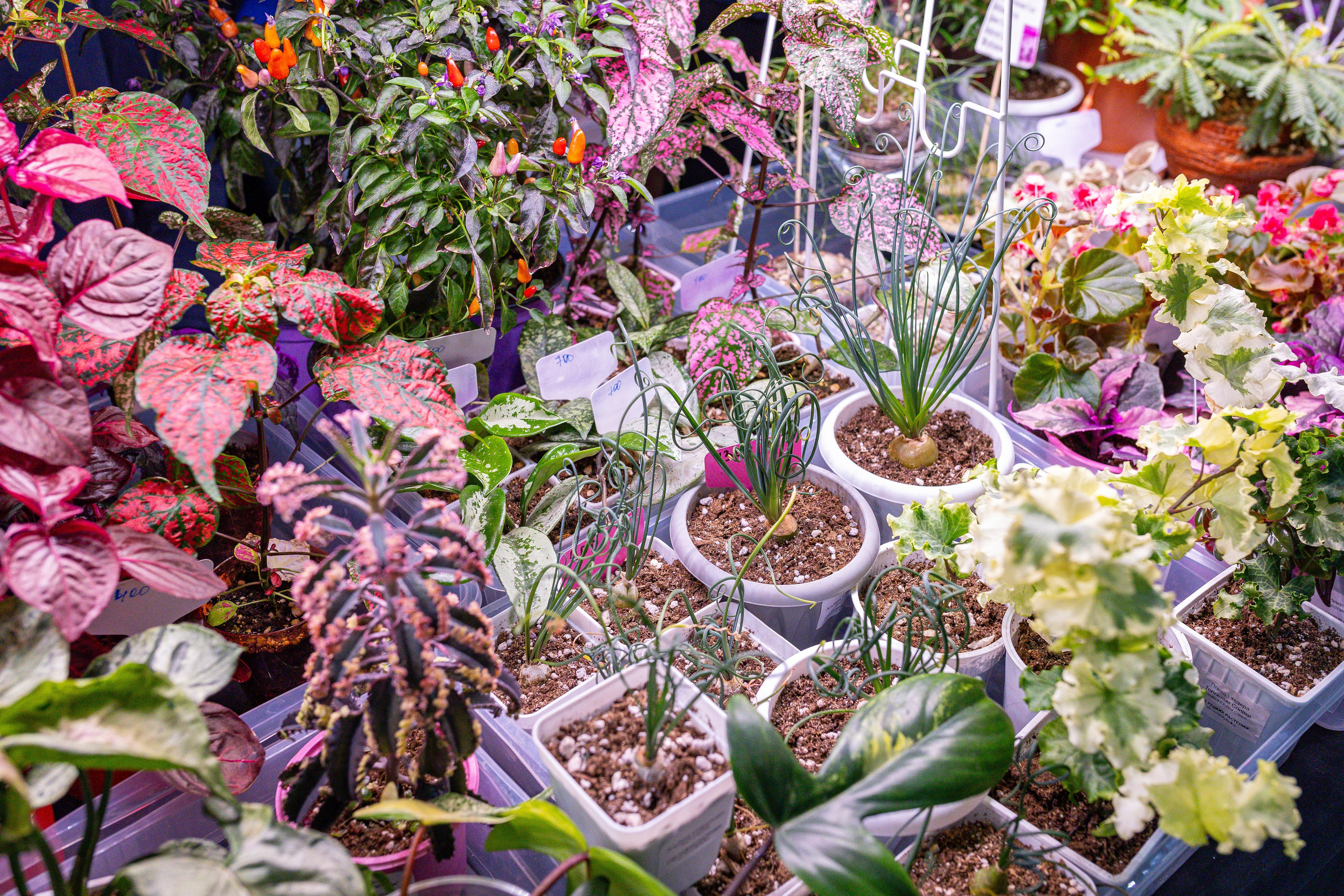 Монстериум 11–12 октября. Александра Куликова фотограф, Москва