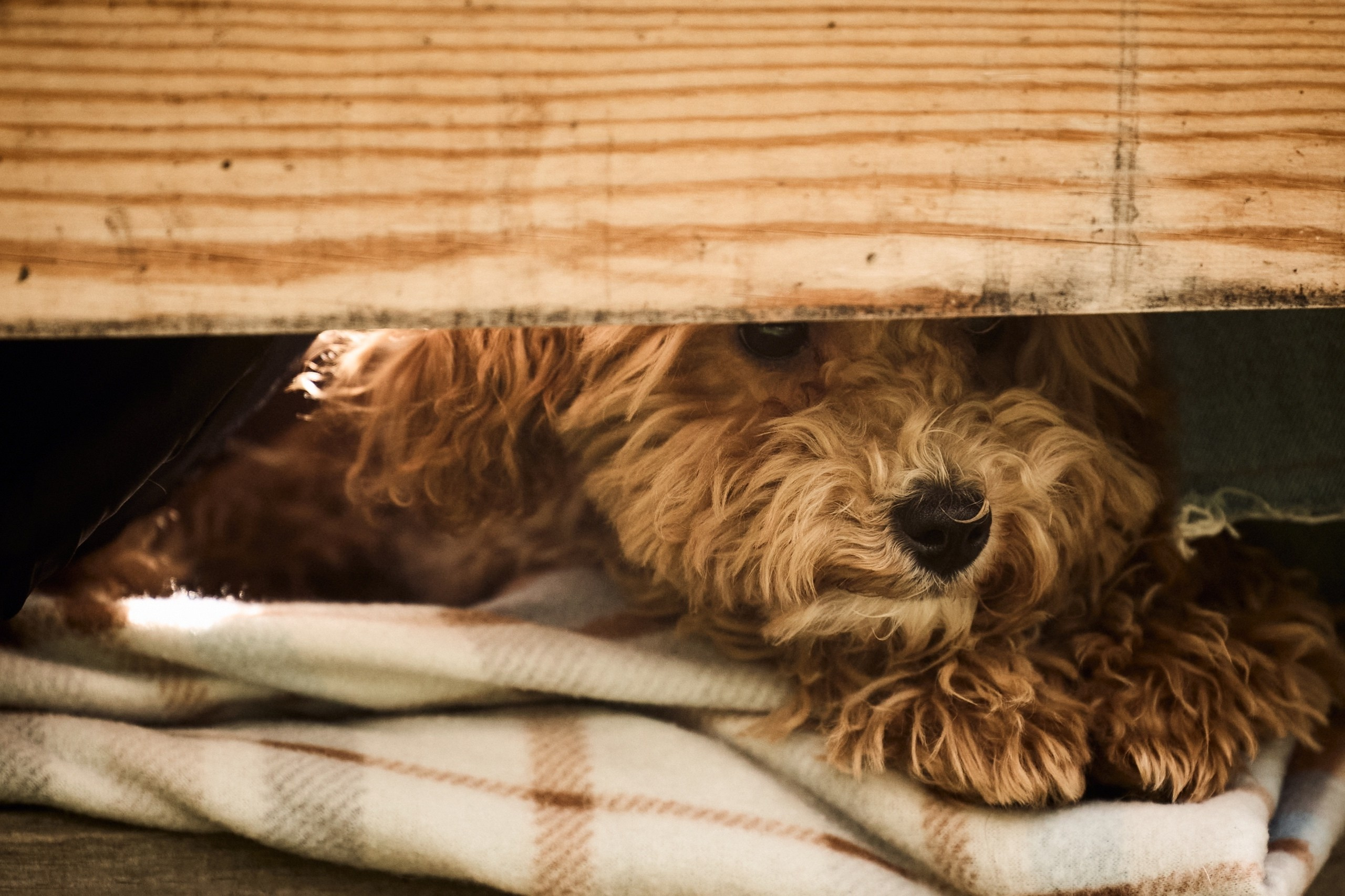 Собаки. Sasha Lapin