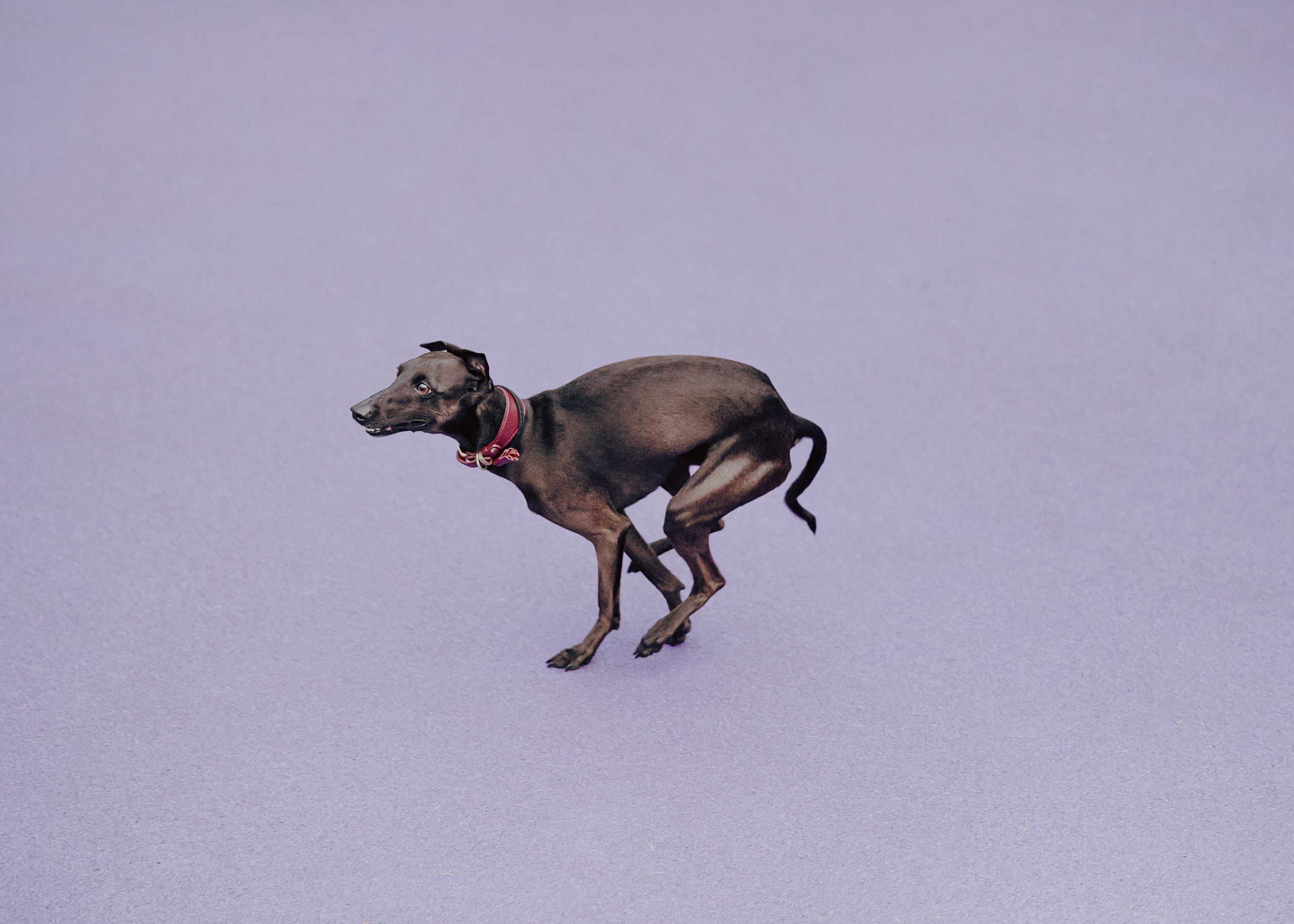 Дофи. Фотограф- анималист Александра Матвеева