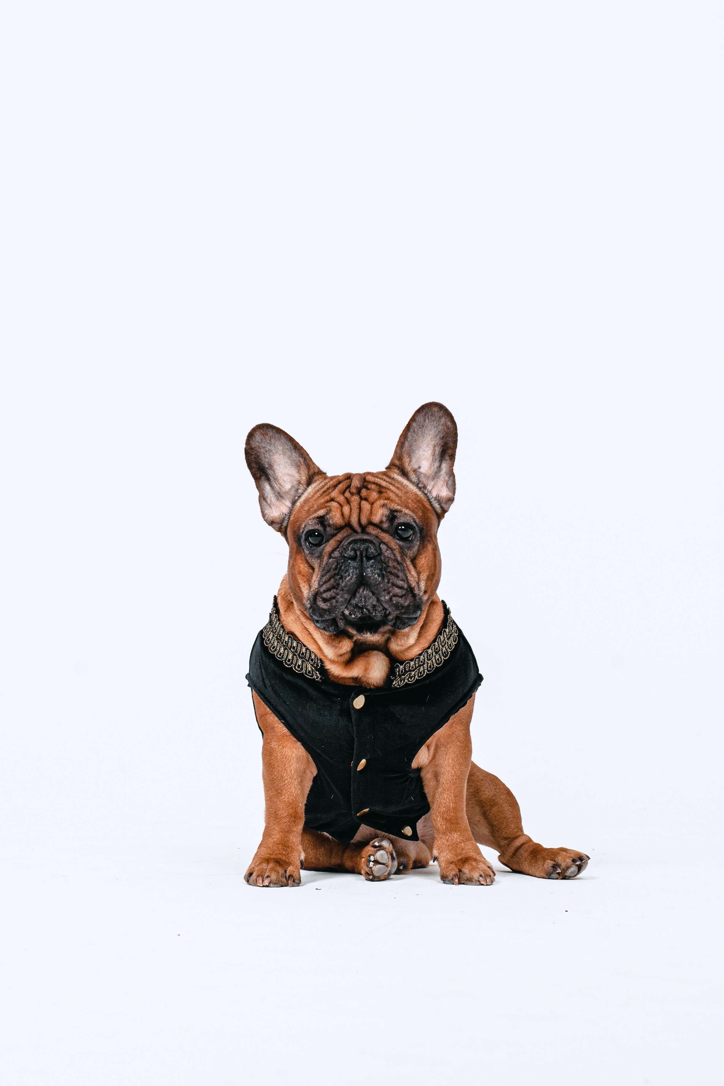 Пижамная вечеринка французских бульдогов и их хозяев. Фотограф-анималист Татьяна Степанова