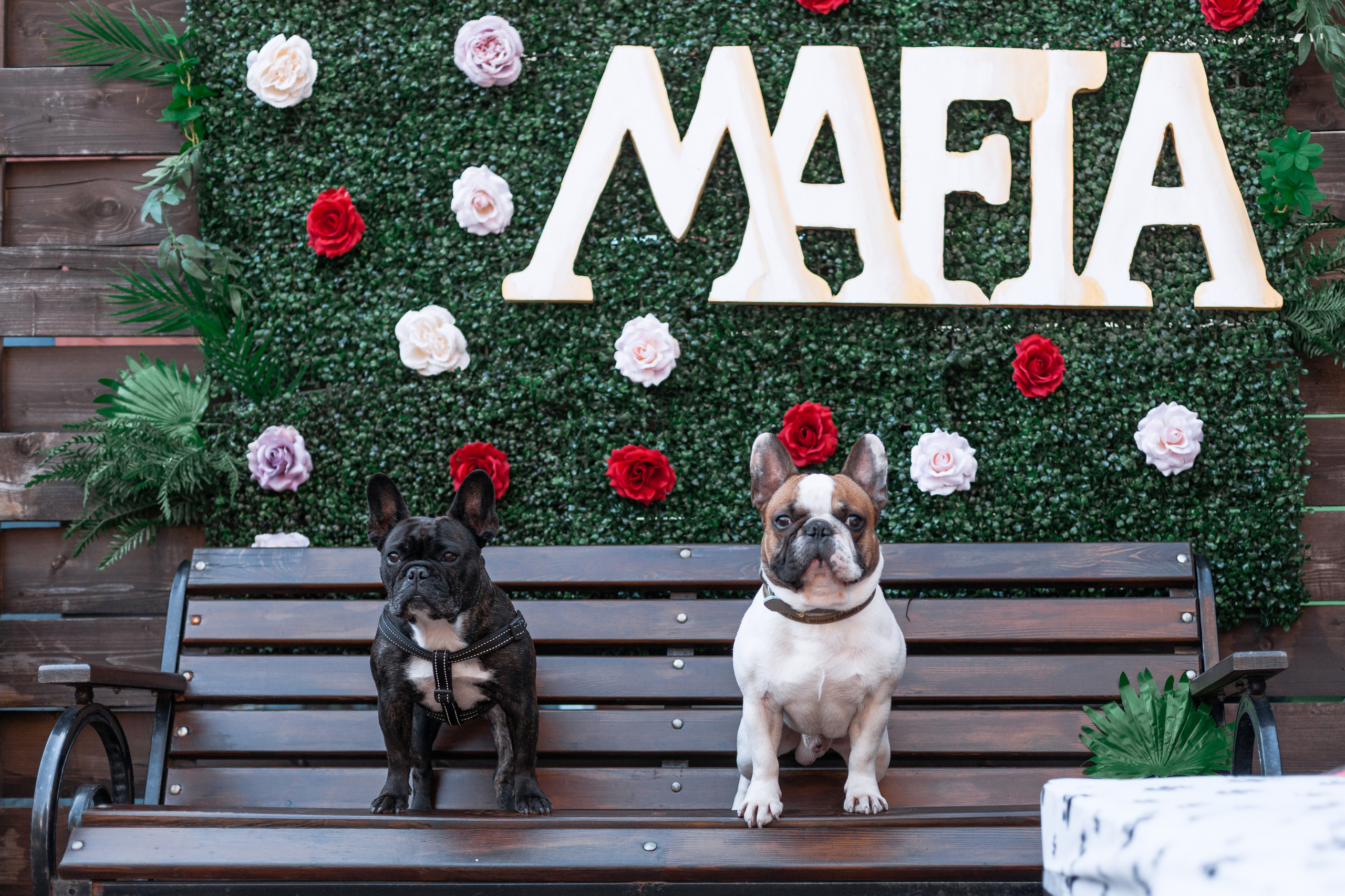 Бульбалл 23.04.2023. Фотограф-анималист Татьяна Степанова