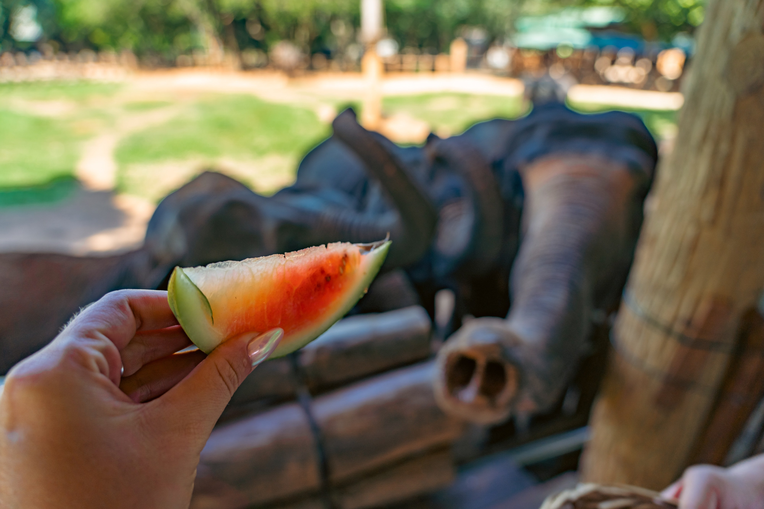 Promo content shooting for Ceylon Forward Tours