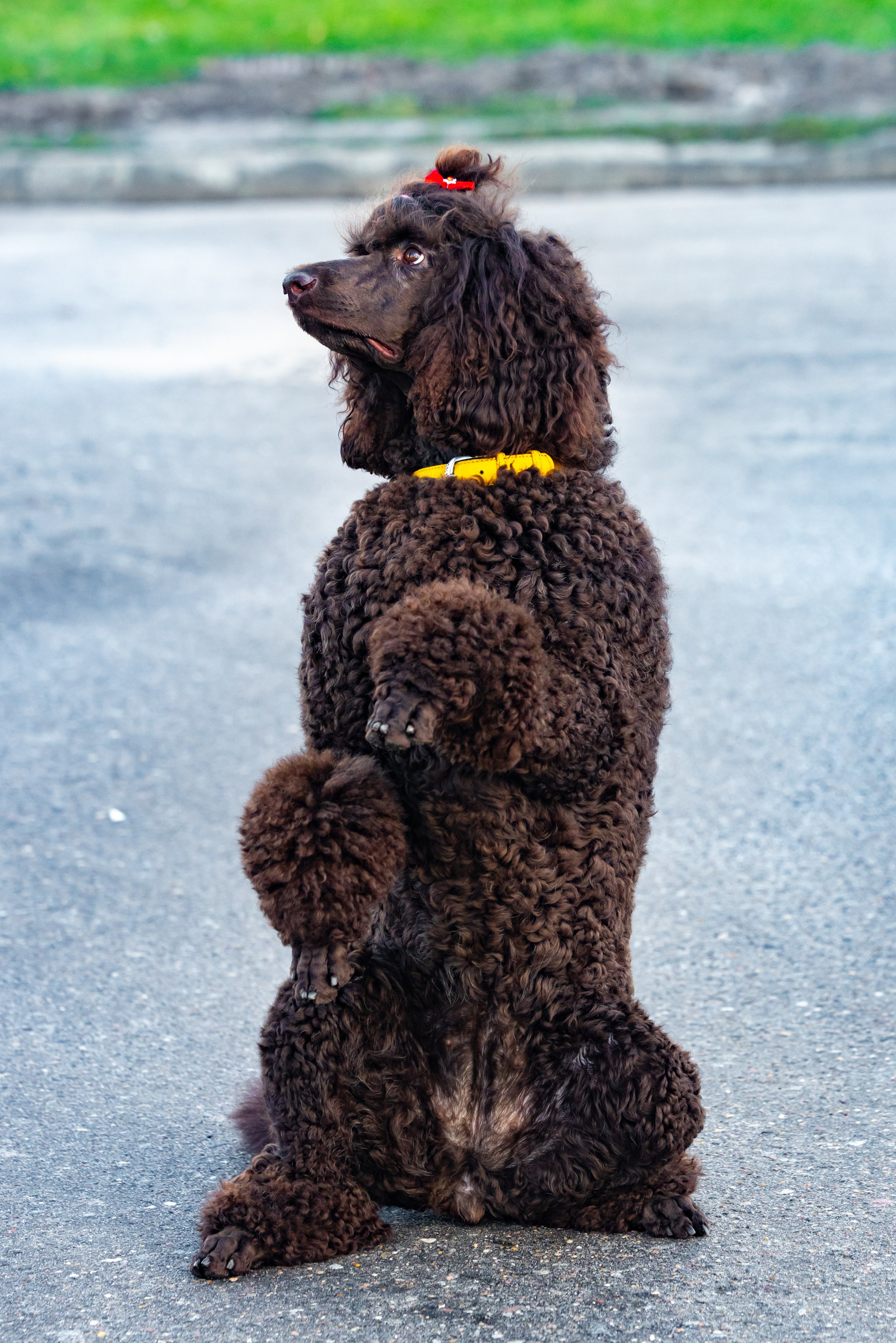 Клуб грумеров (прогулка и семинары). Виктория Зудина — фотограф в Москве
