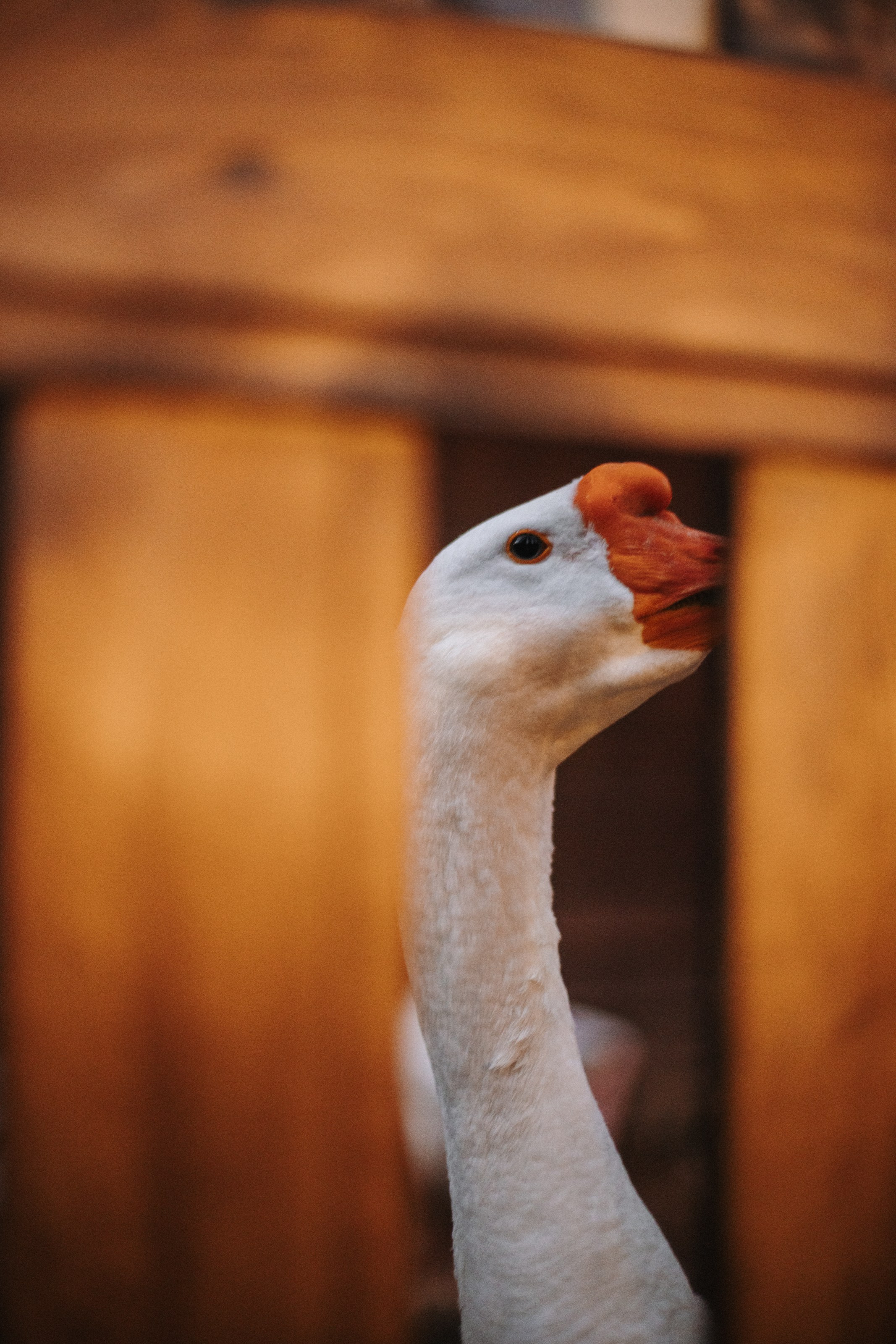 Helen. Фотограф на Юге России