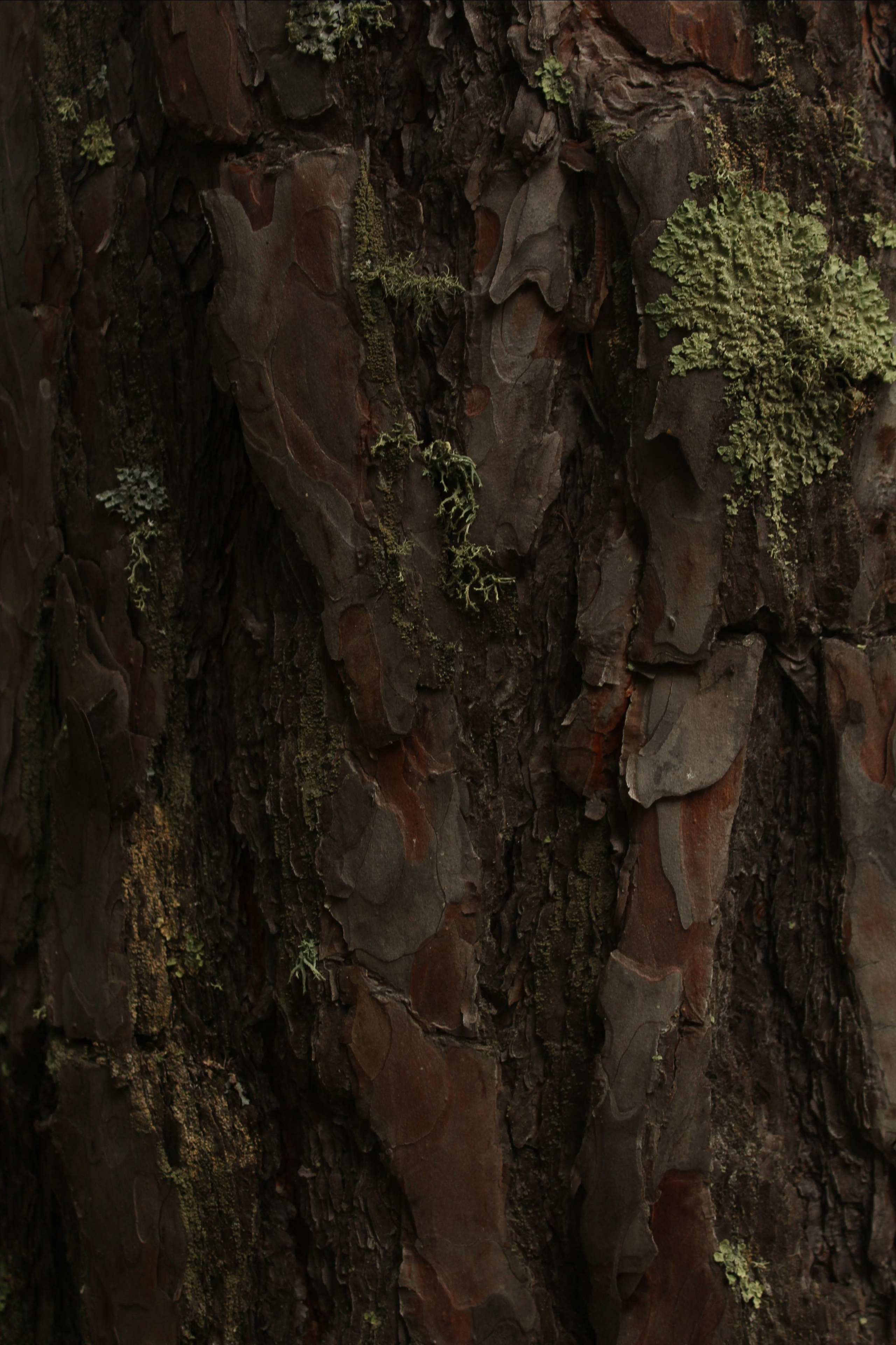 Первая встреча с Шаманкой. Фотограф Суботица и Нови Сад