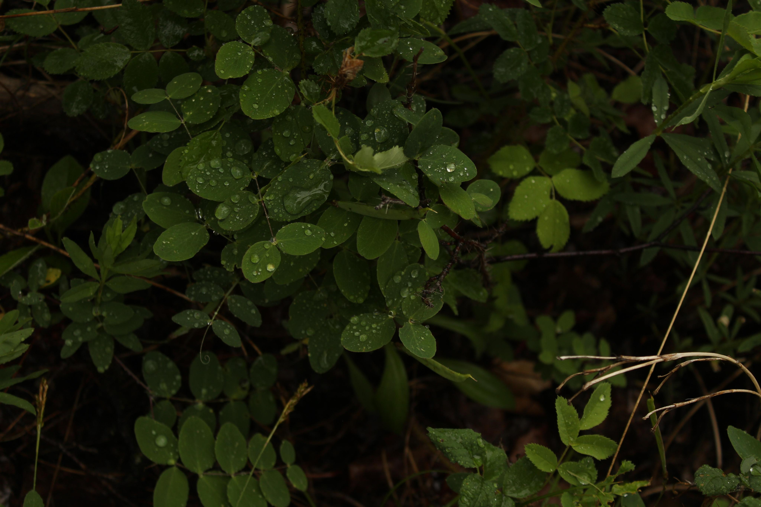Первая встреча с Шаманкой. Фотограф Суботица и Нови Сад