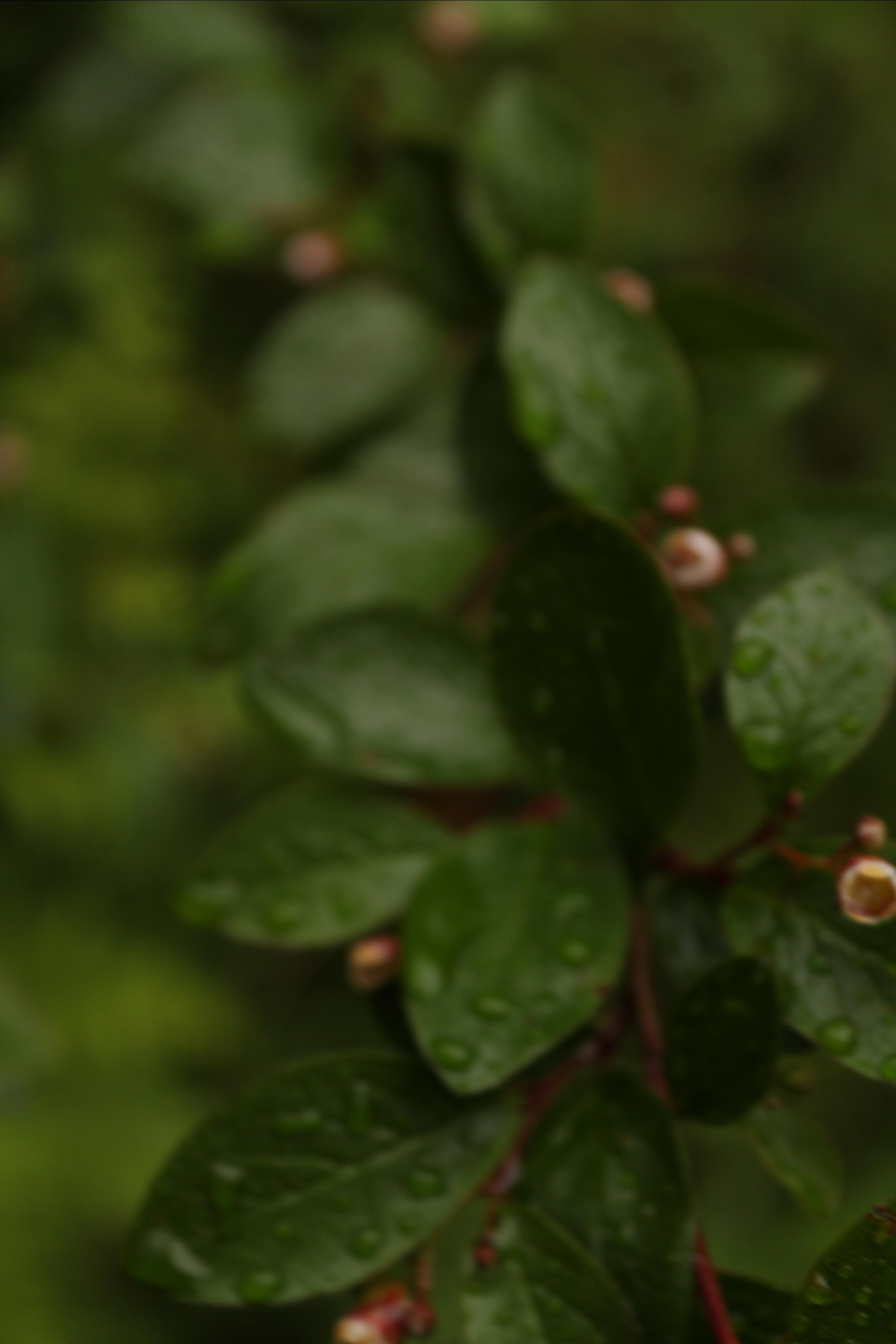 Первая встреча с Шаманкой. Фотограф Суботица и Нови Сад