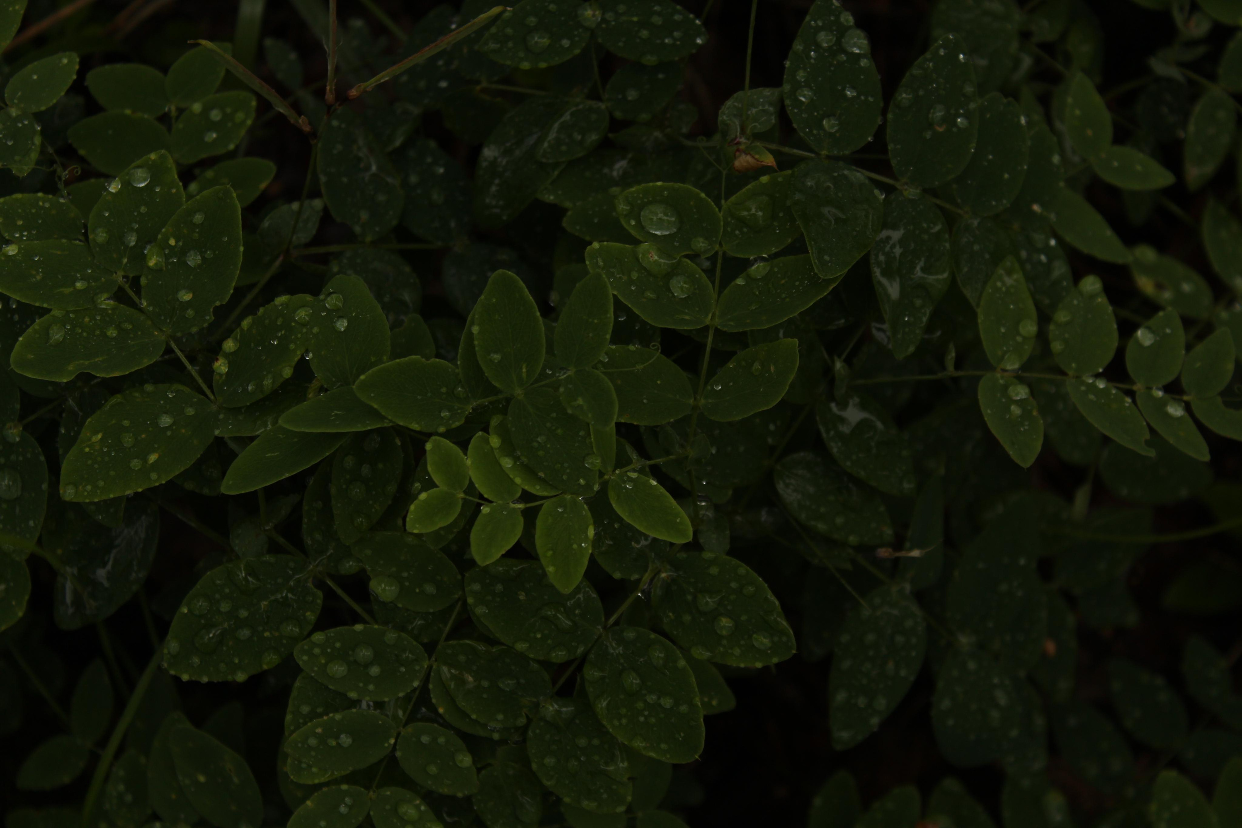 Первая встреча с Шаманкой. Фотограф Суботица и Нови Сад