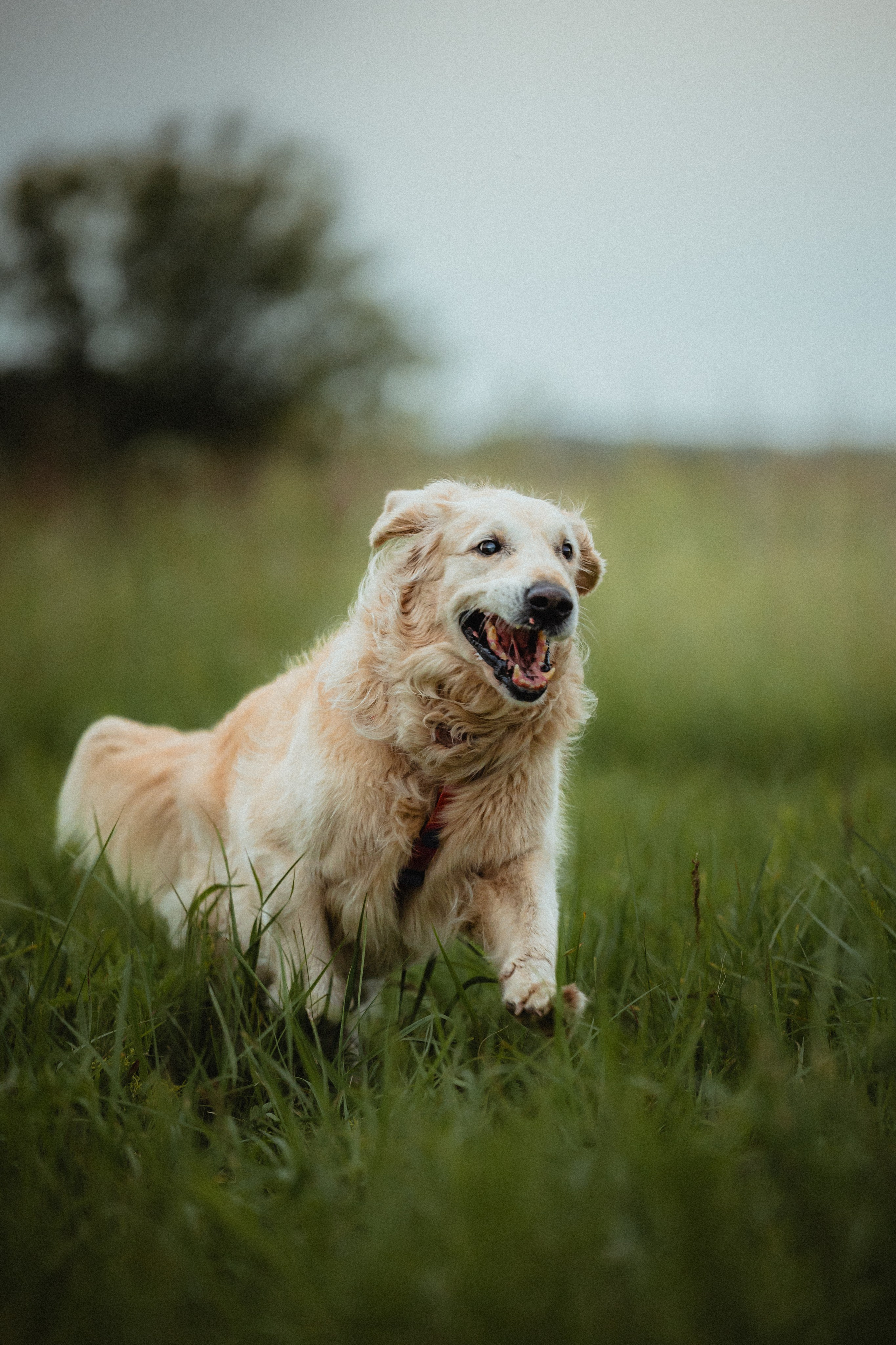 Выездной дог-тренинг от школы «Шерсть имею»