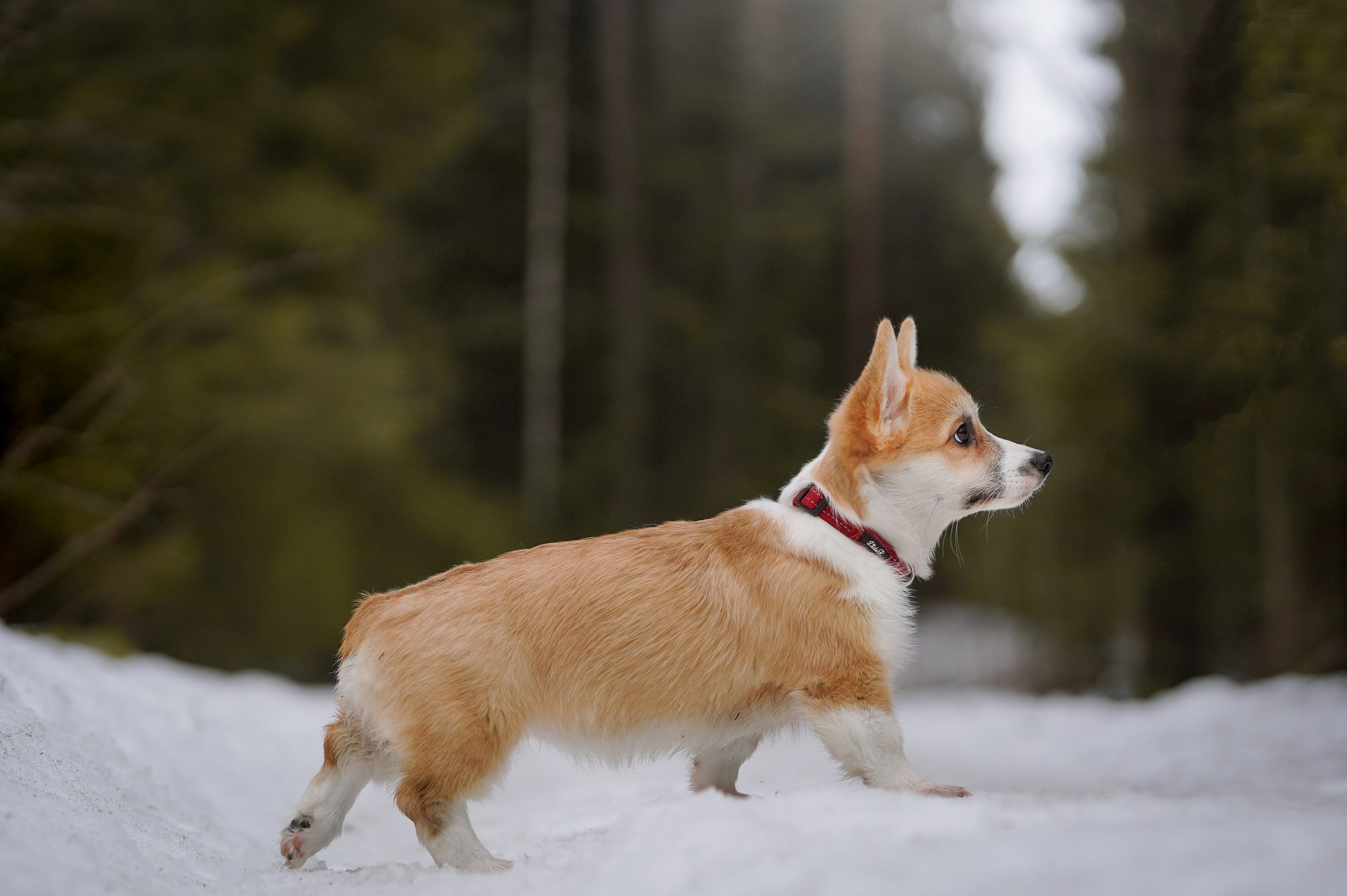 Щенки корги. Фотограф-анималист в Санкт-Петербурге Яна Мартынова