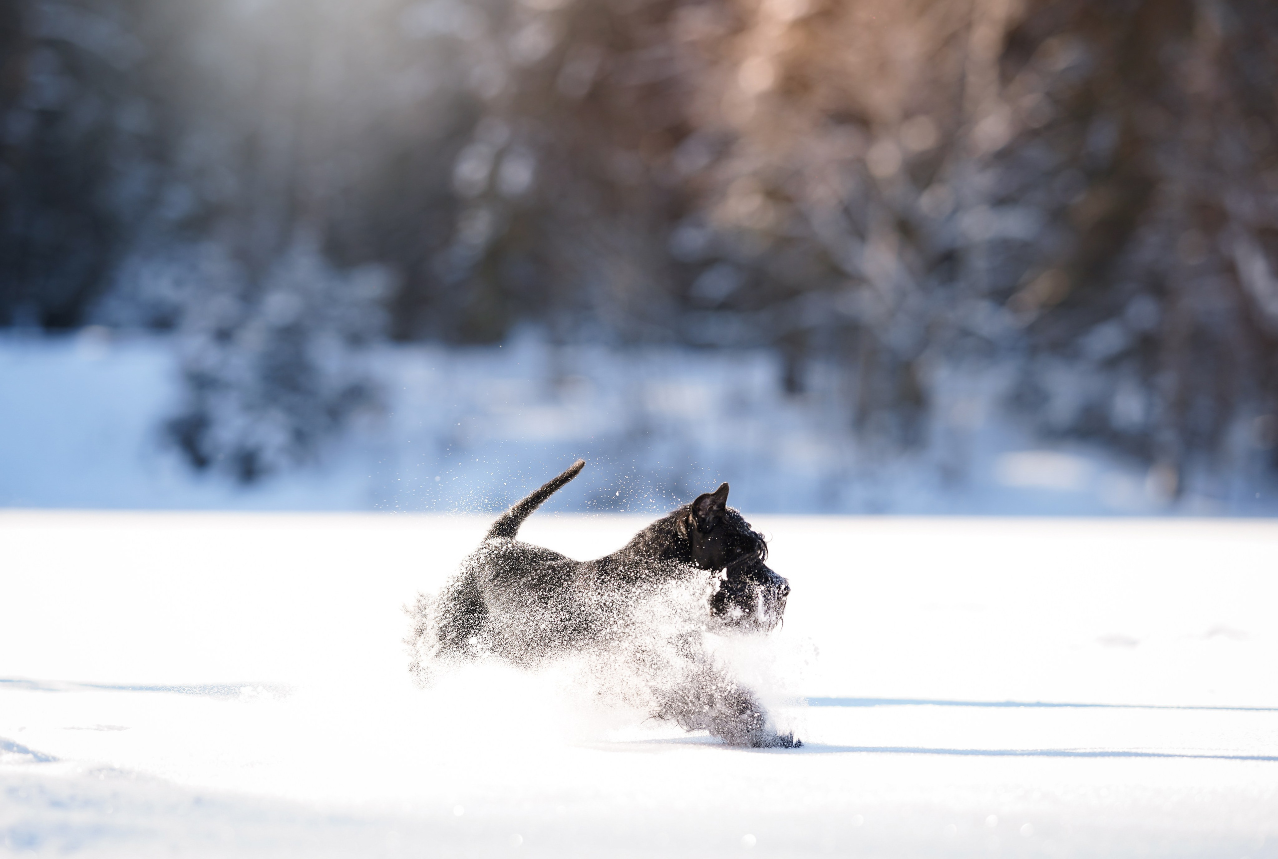 Настя Энзо и Мия. Фотограф-анималист в Санкт-Петербурге Яна Мартынова