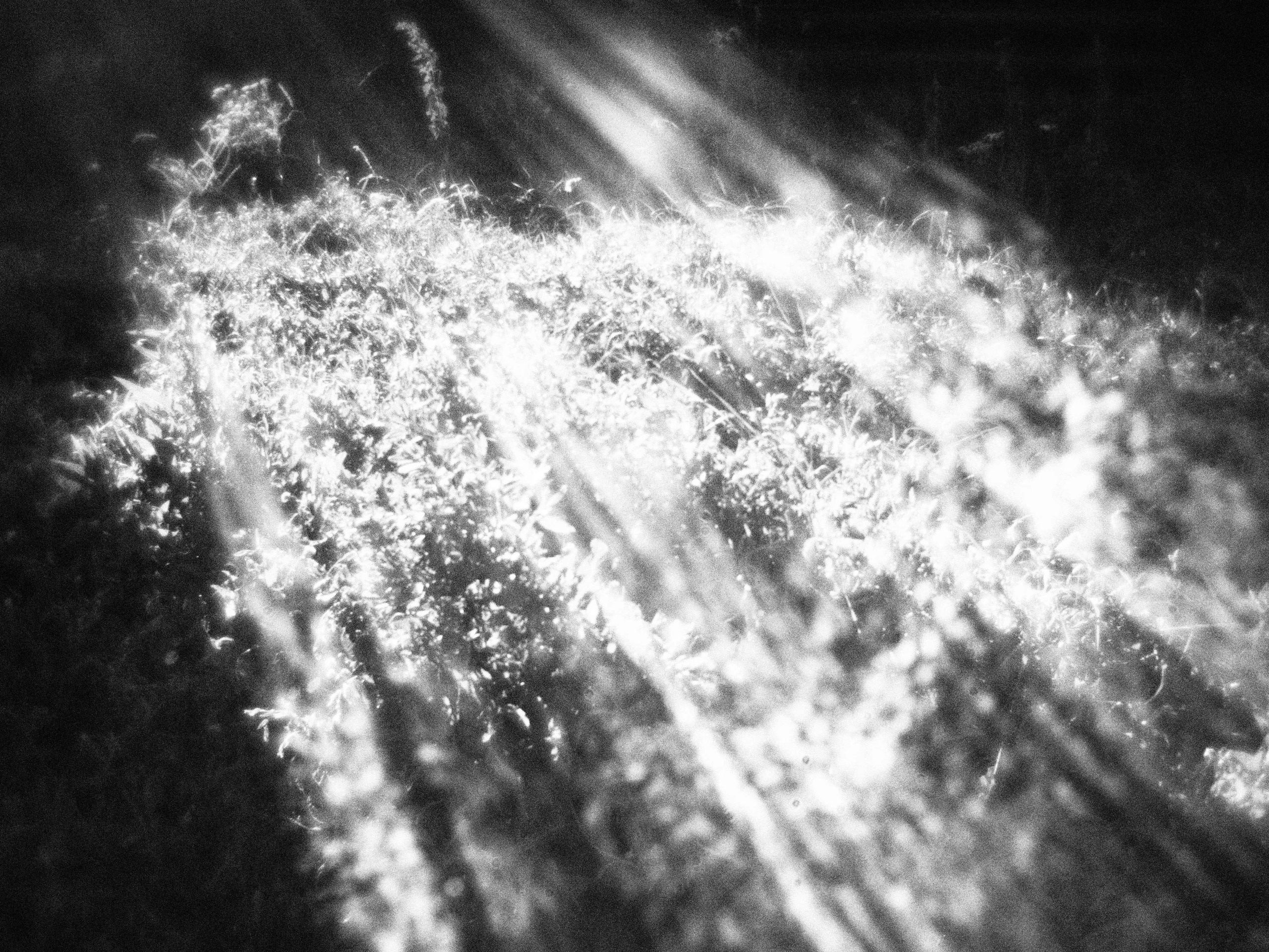 Внутривенные сны (2023)