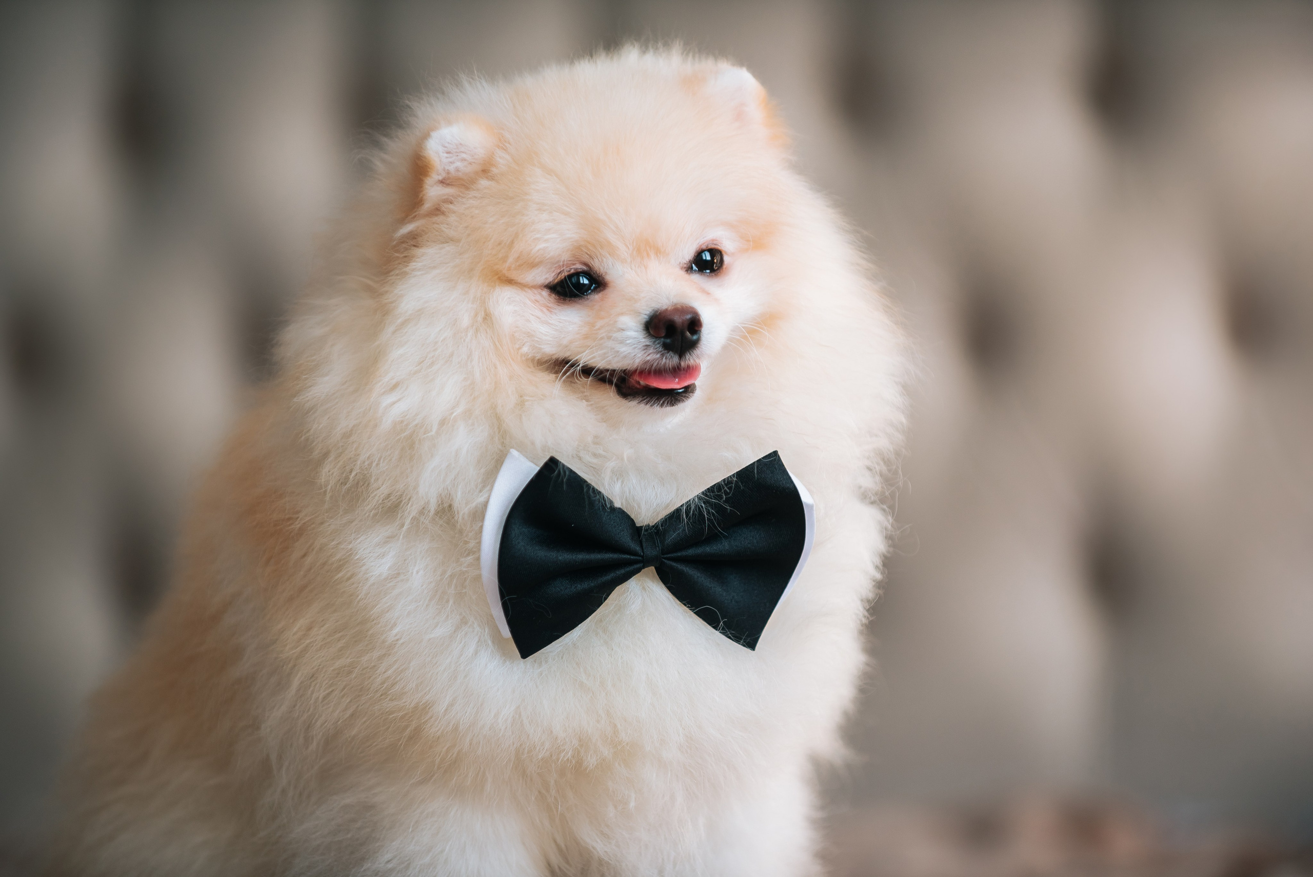 Шпицы дома. Главная