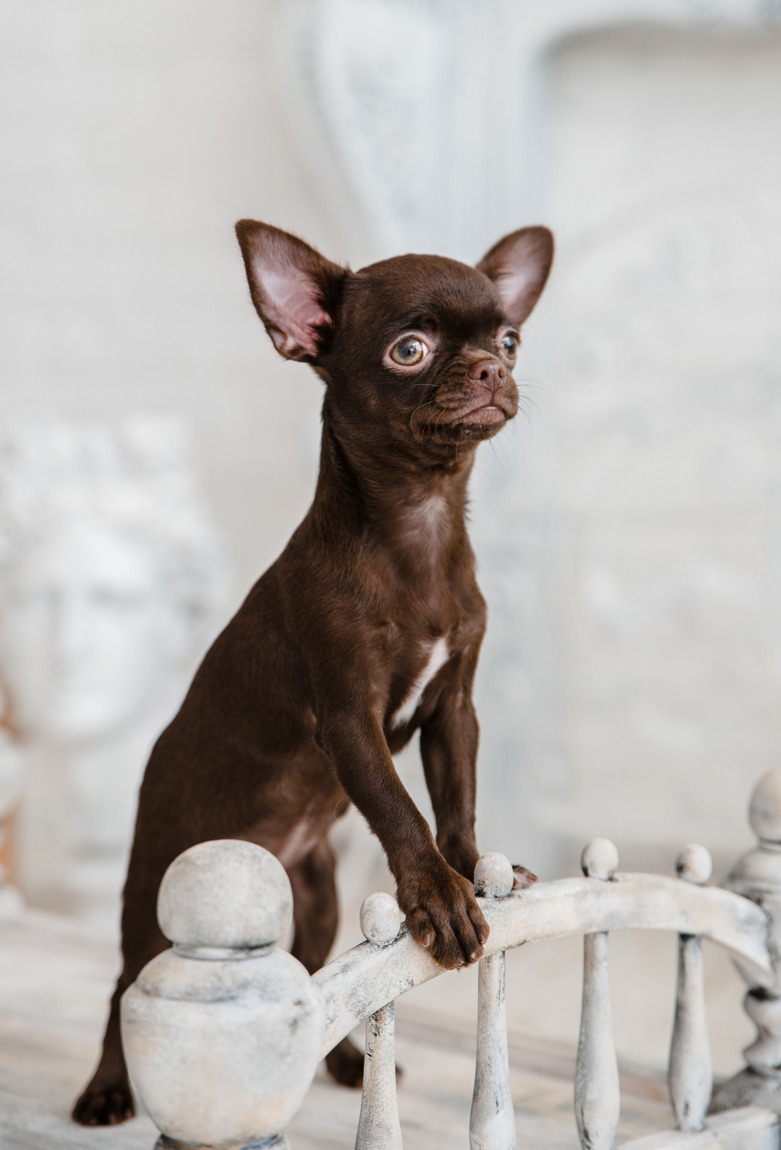 Чихуа Ахуа студия. Главная