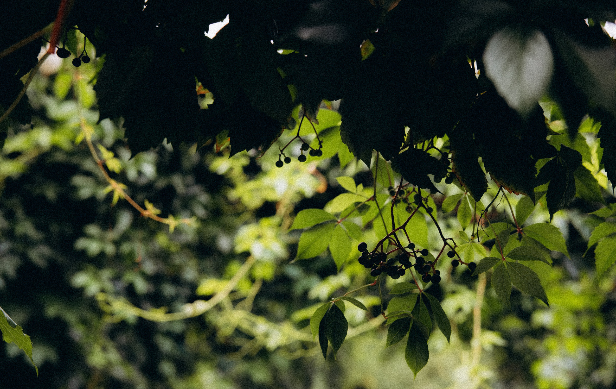 Алена и Антон. Алена Бадамшина — свадебный фотограф Воронеж / Москва