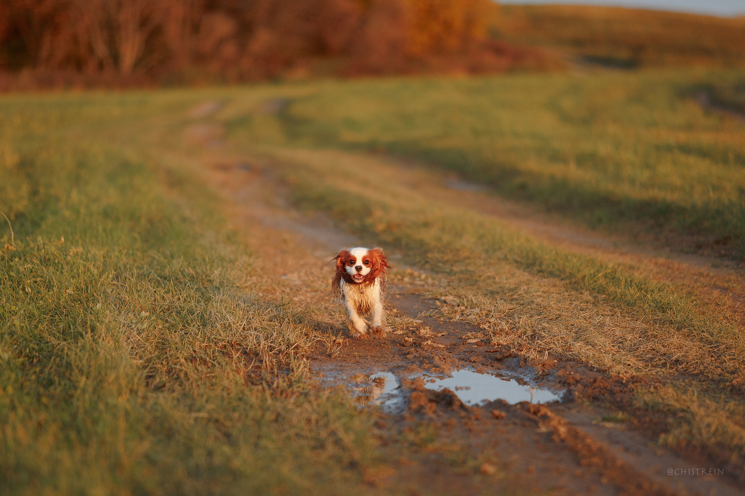 Октябрьский закат в полях. Алина и Лео. Фотограф-анималист Наталия Чистюхина в г. Сосновый Бор и ЛО
