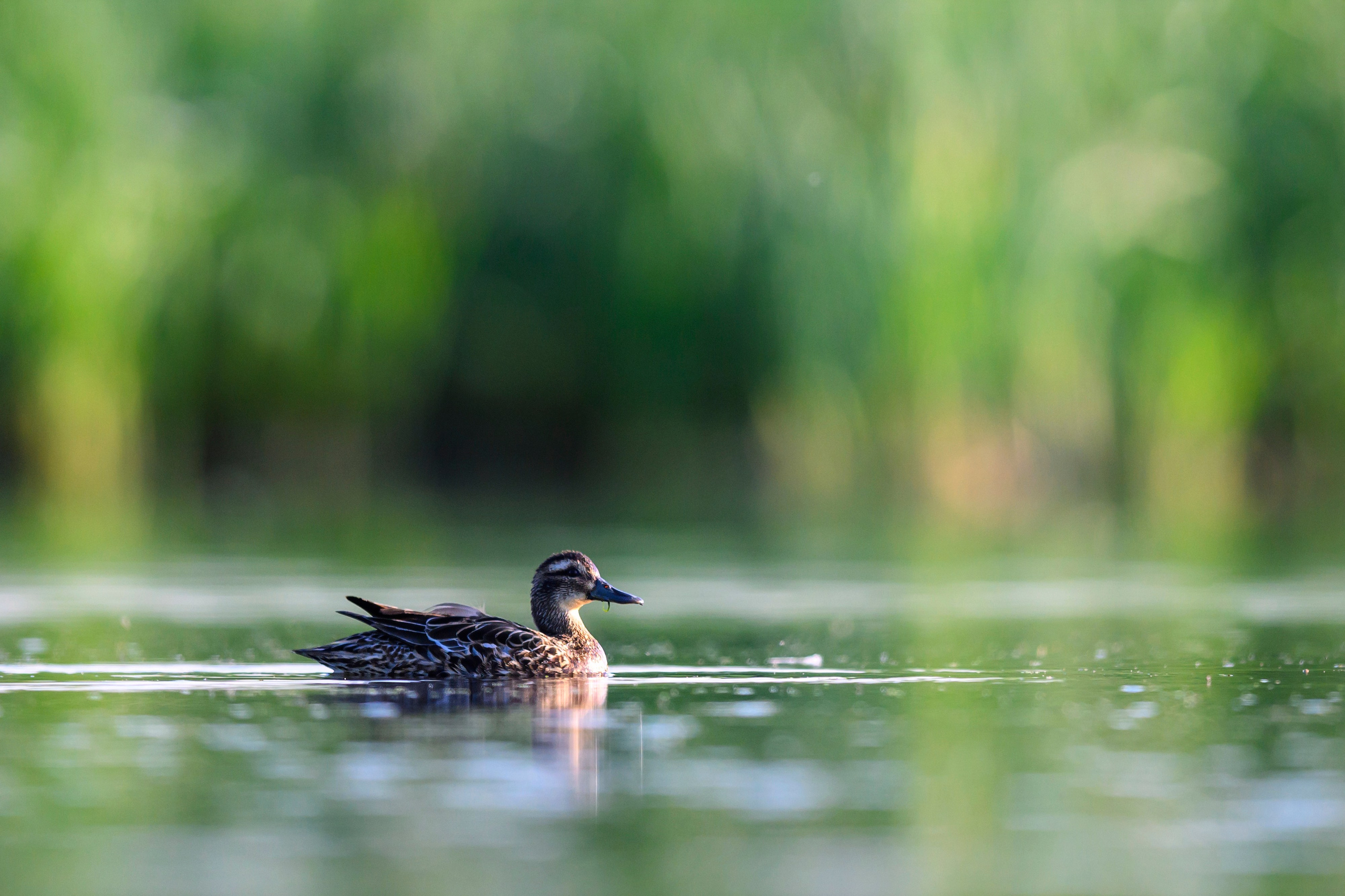 Чирки. Wildlife photography by Sergey Puponin