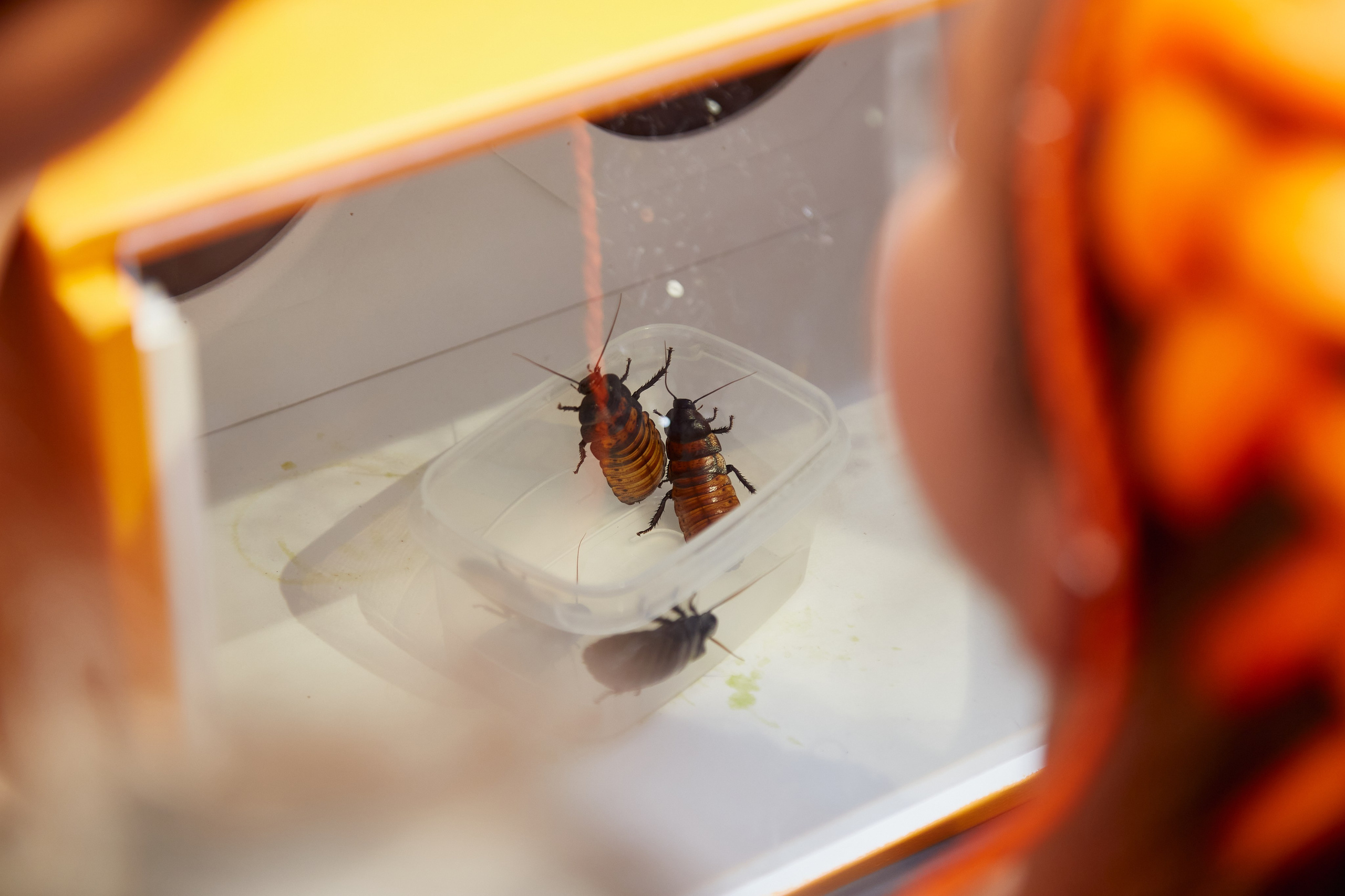 День рождения Софии 11 лет. Фотограф на свадьбу Москва и Московская область