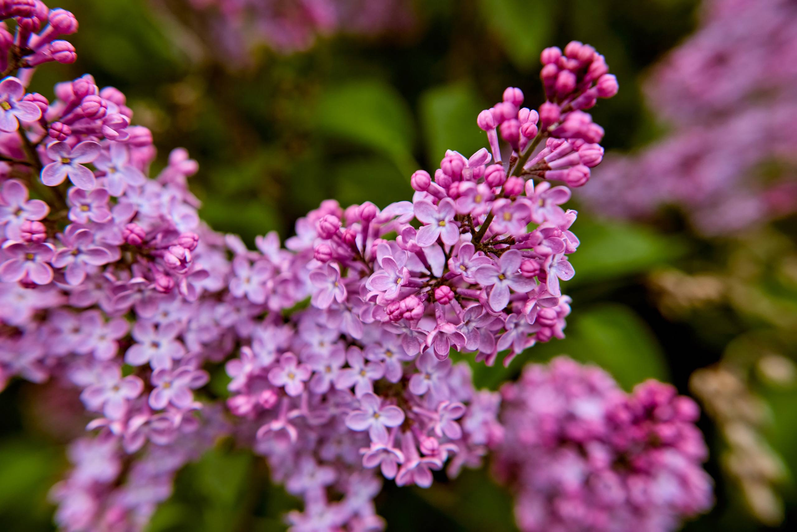 Цветущая сирень - символ духовного обновления, фото Николая Голованова, г. Дзержинск.