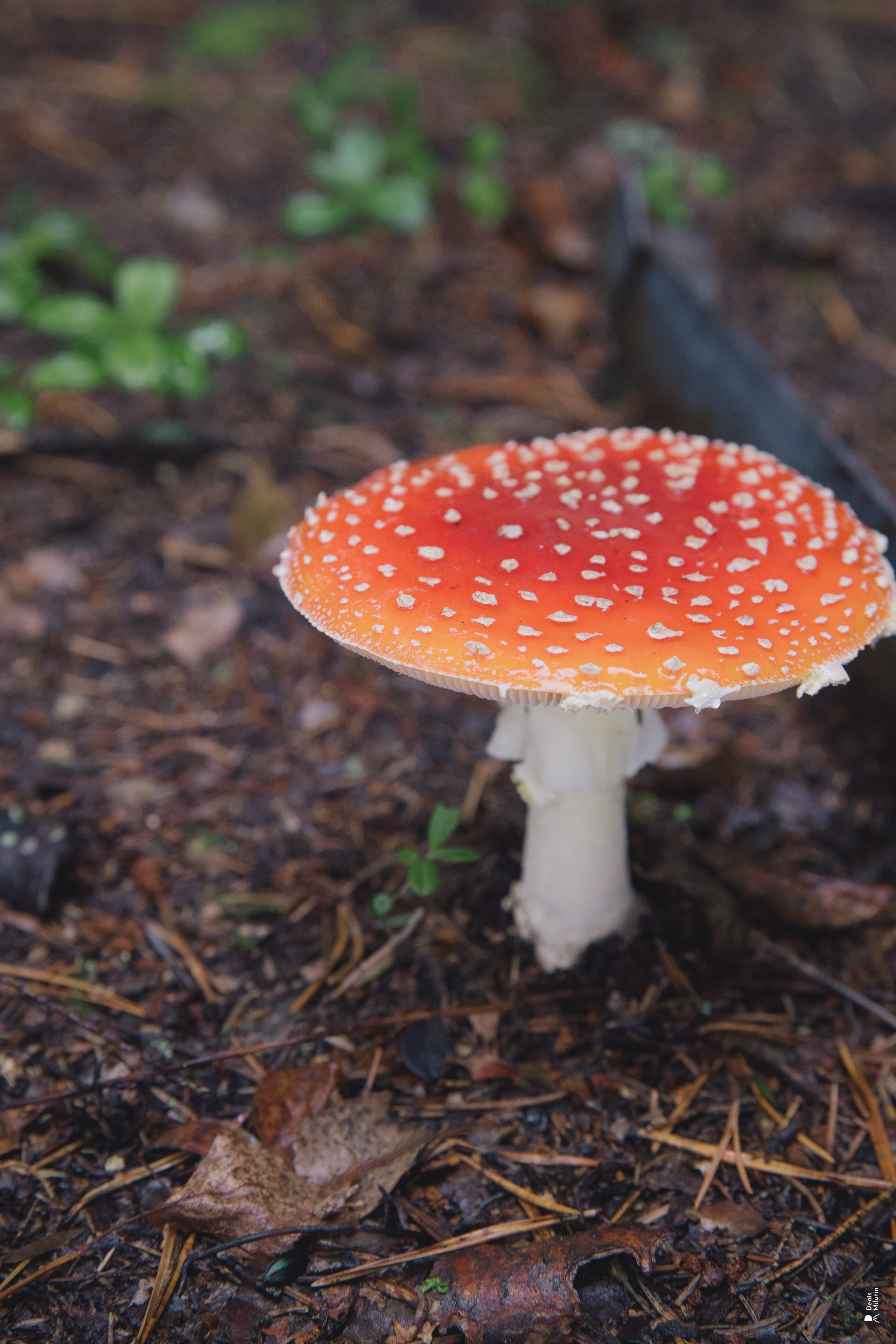 Женский Митрофаниевский скит Важеозерского мужского монастыря. Портретный фотограф Денис Милютин