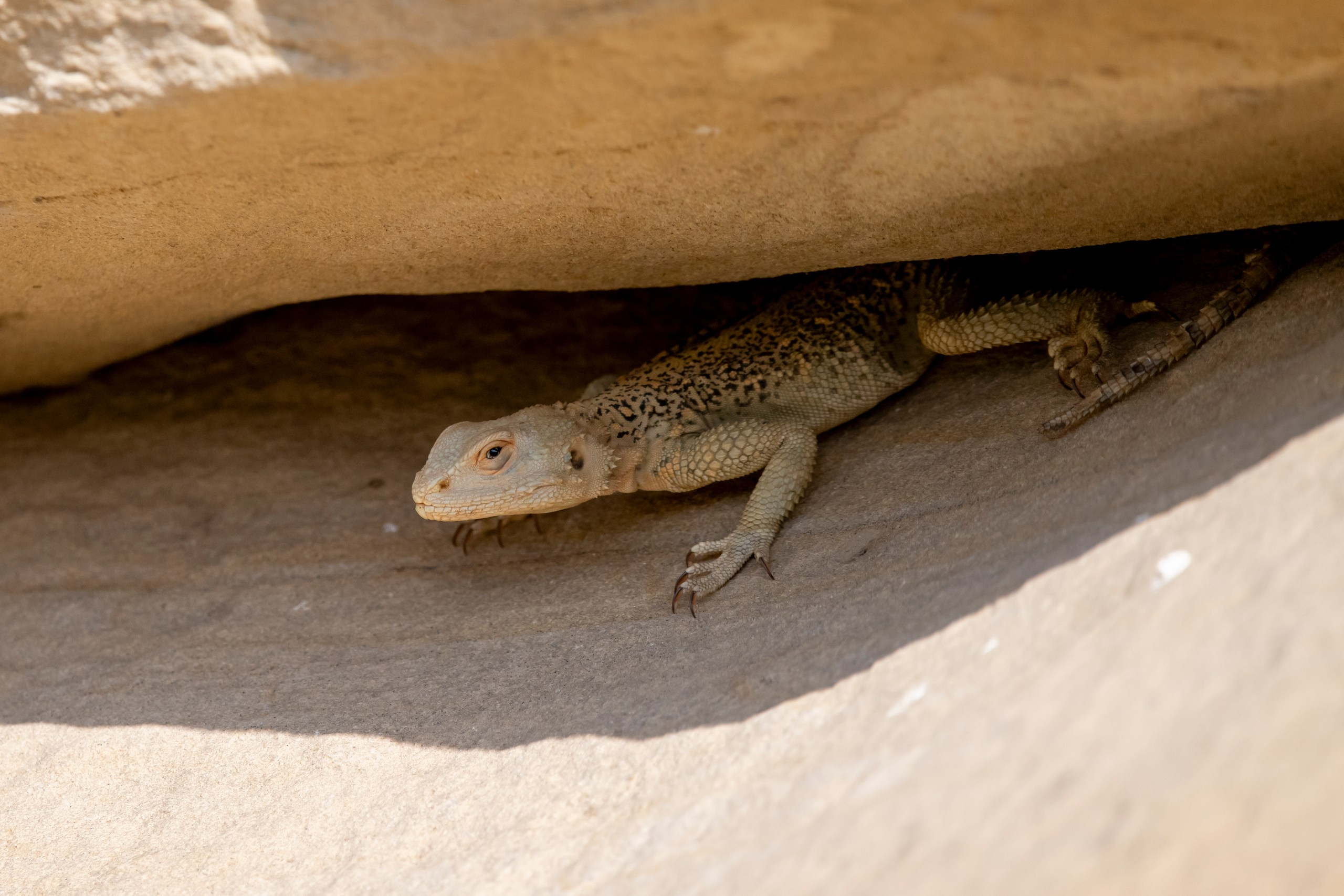 Природа Дагестана, сентябрь 2024. Foto-Zuev фотография как искусство