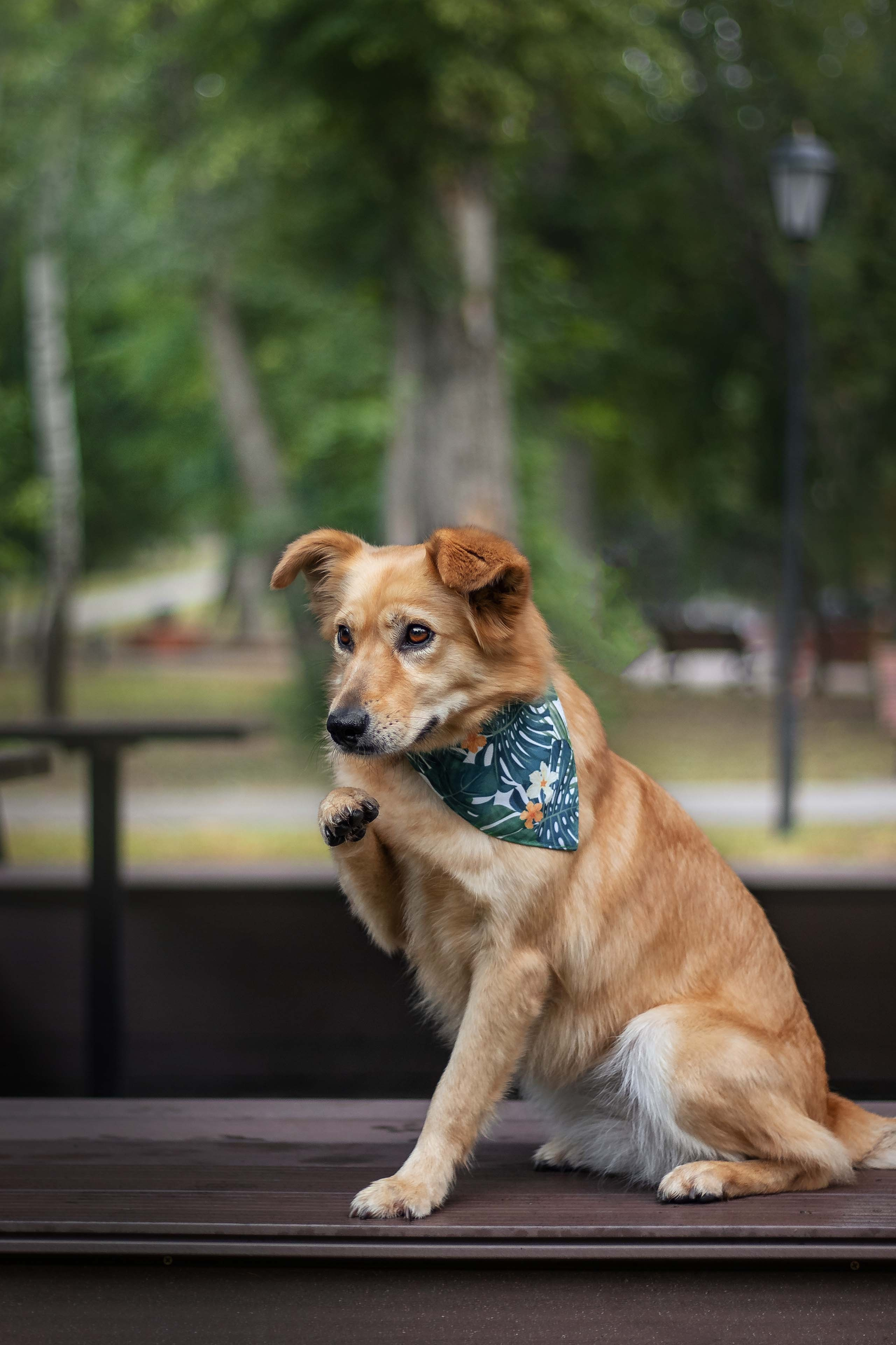 Портфолио фотографа-анималиста из Воронежа Алины Ивановой. Фотограф — анималист Алина Иванова