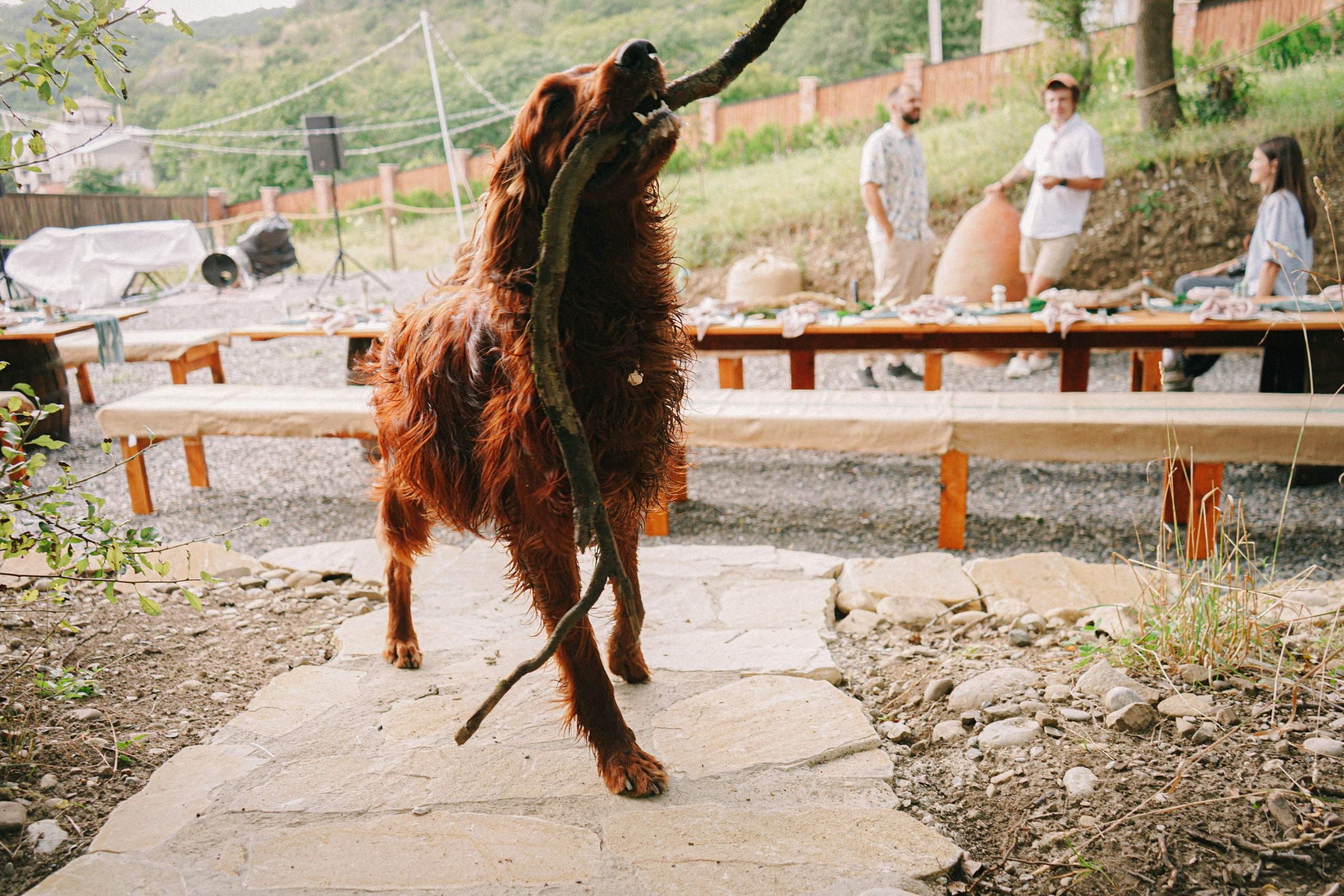 Свадебный фотограф в Грузии. Фотограф в Грузии ОАЭ | Nekit Fox
