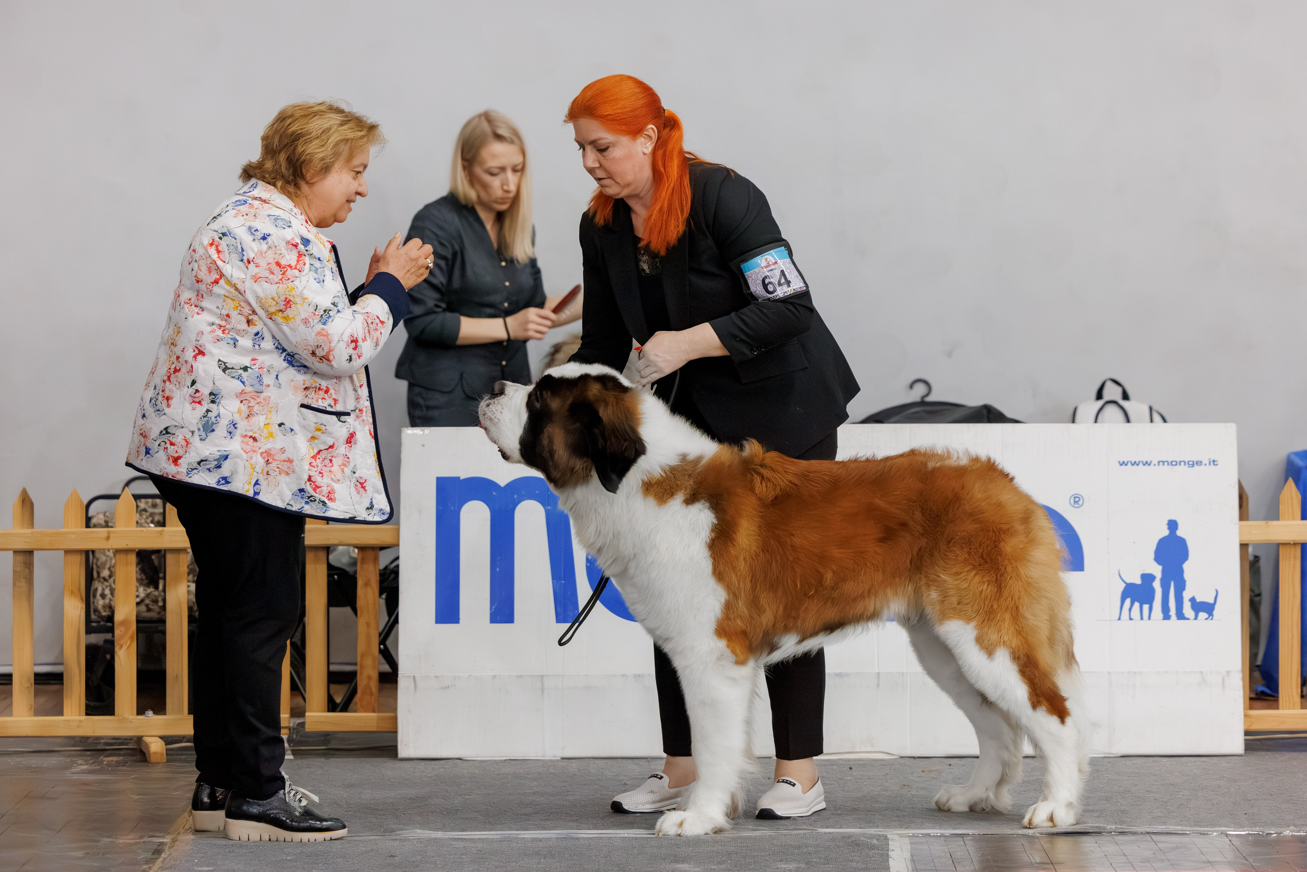 Ереван 2х CACIB 29-30.04.2025. Фотограф-анималист Юлия Германика