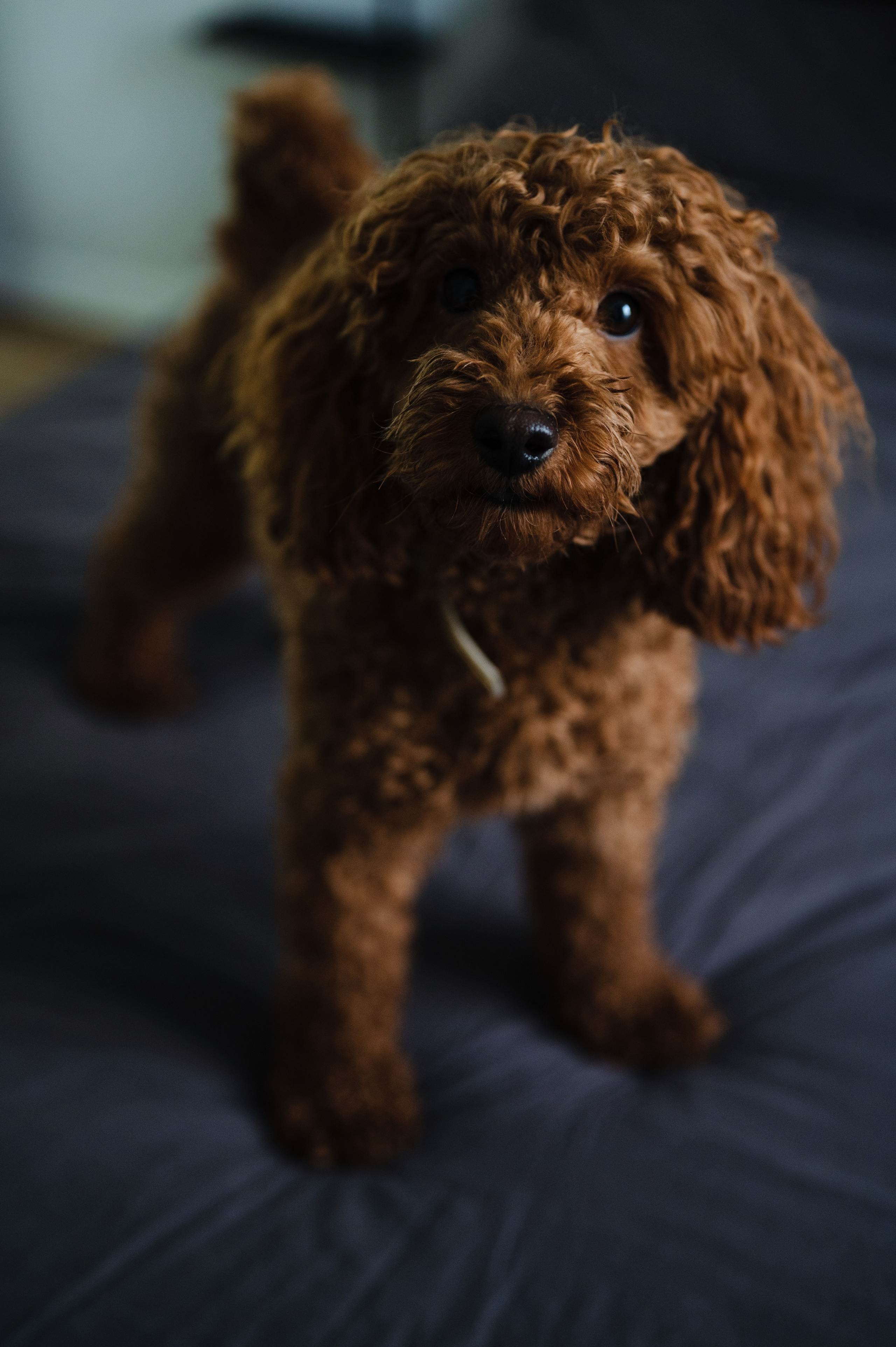 Кирилл и Света, домашняя. Фотограф Красноярск Екатерина Карпеза