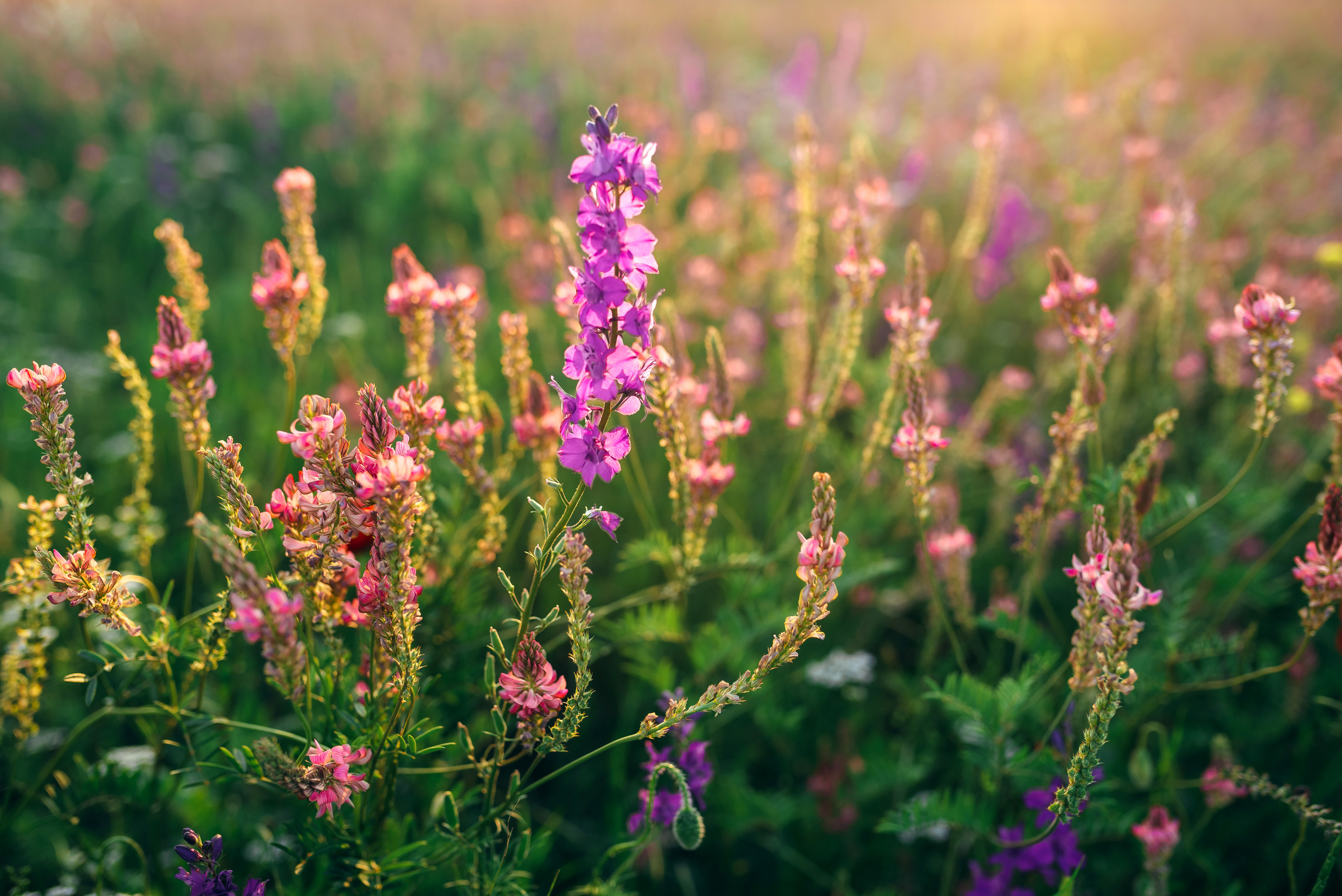 Летняя съёмка на закате. Свадебный и семейный фотограф в Симферополе Дарья Маркова