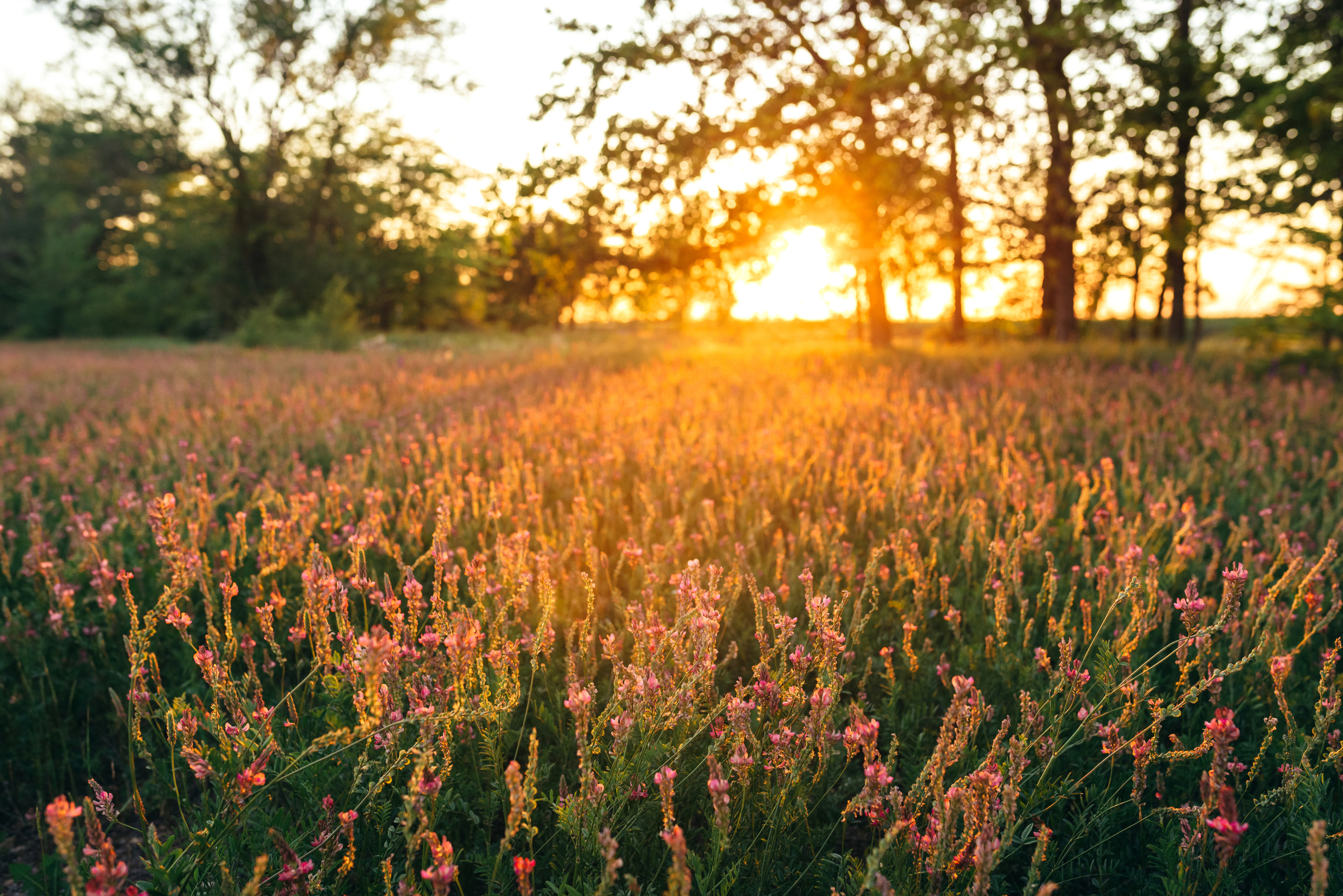 Летняя съёмка на закате. Свадебный и семейный фотограф в Симферополе Дарья Маркова