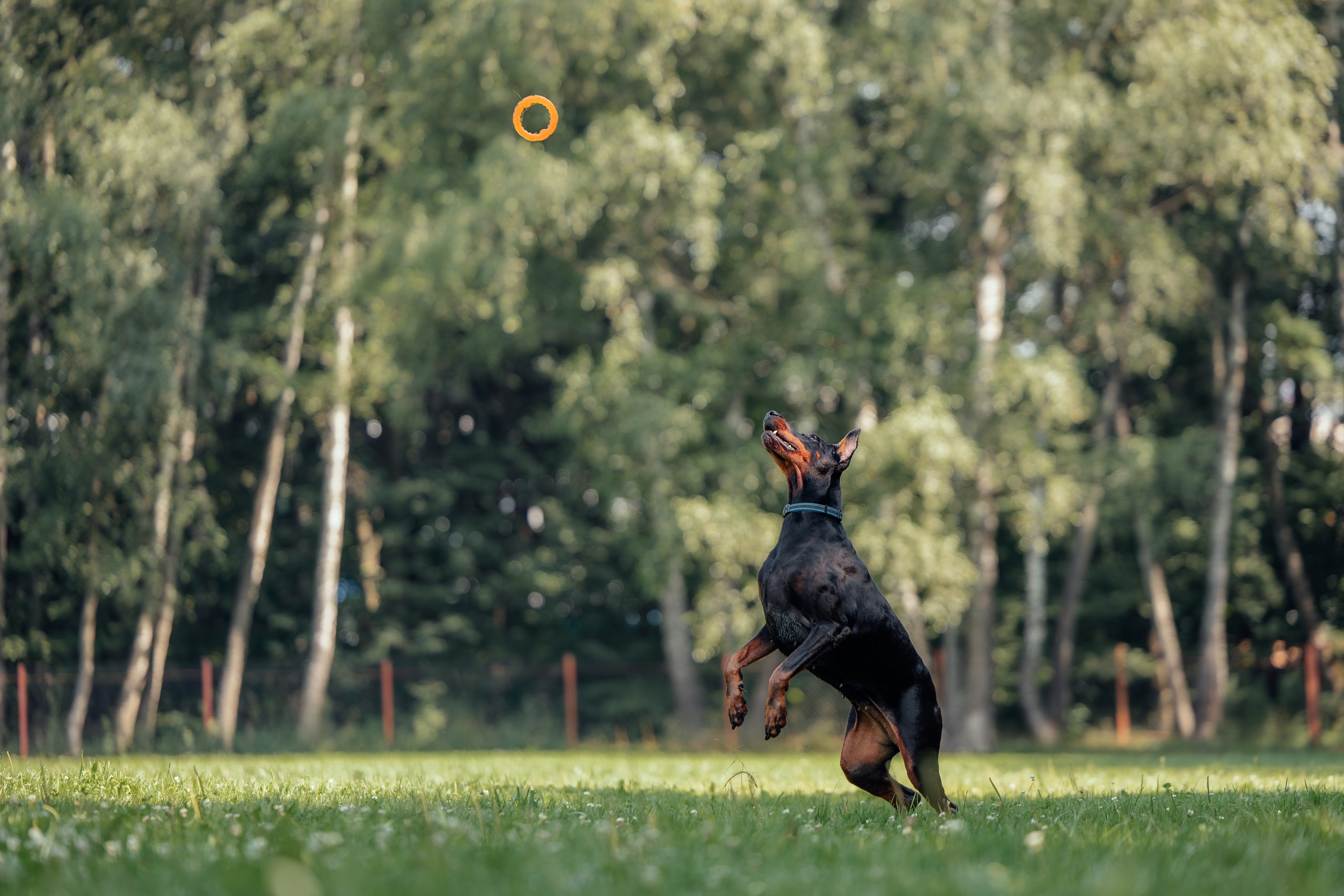 Доберман Айза. Фотограф Анималист в Москве Анастасия Жучкова