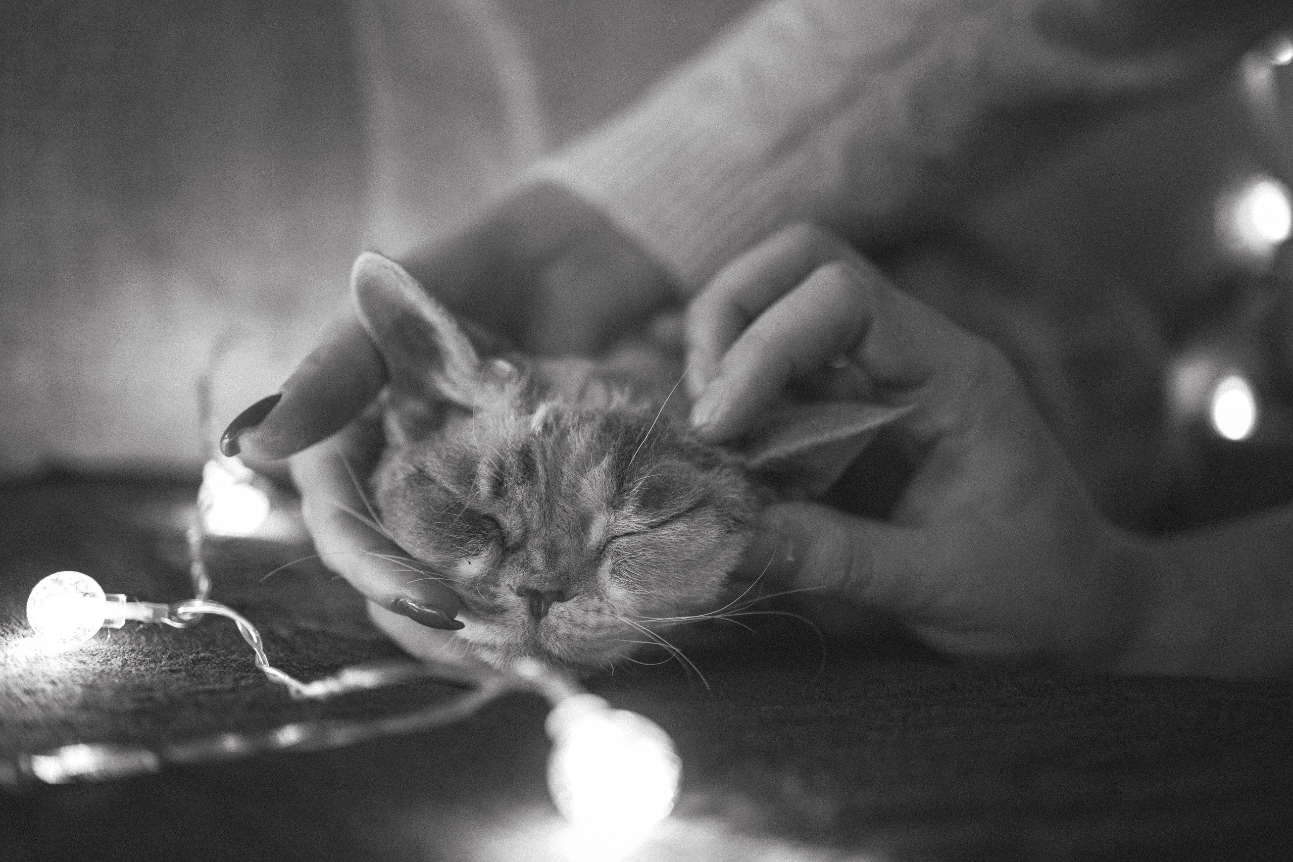 Домашняя новогодняя. Фотограф Анималист в Москве Анастасия Жучкова