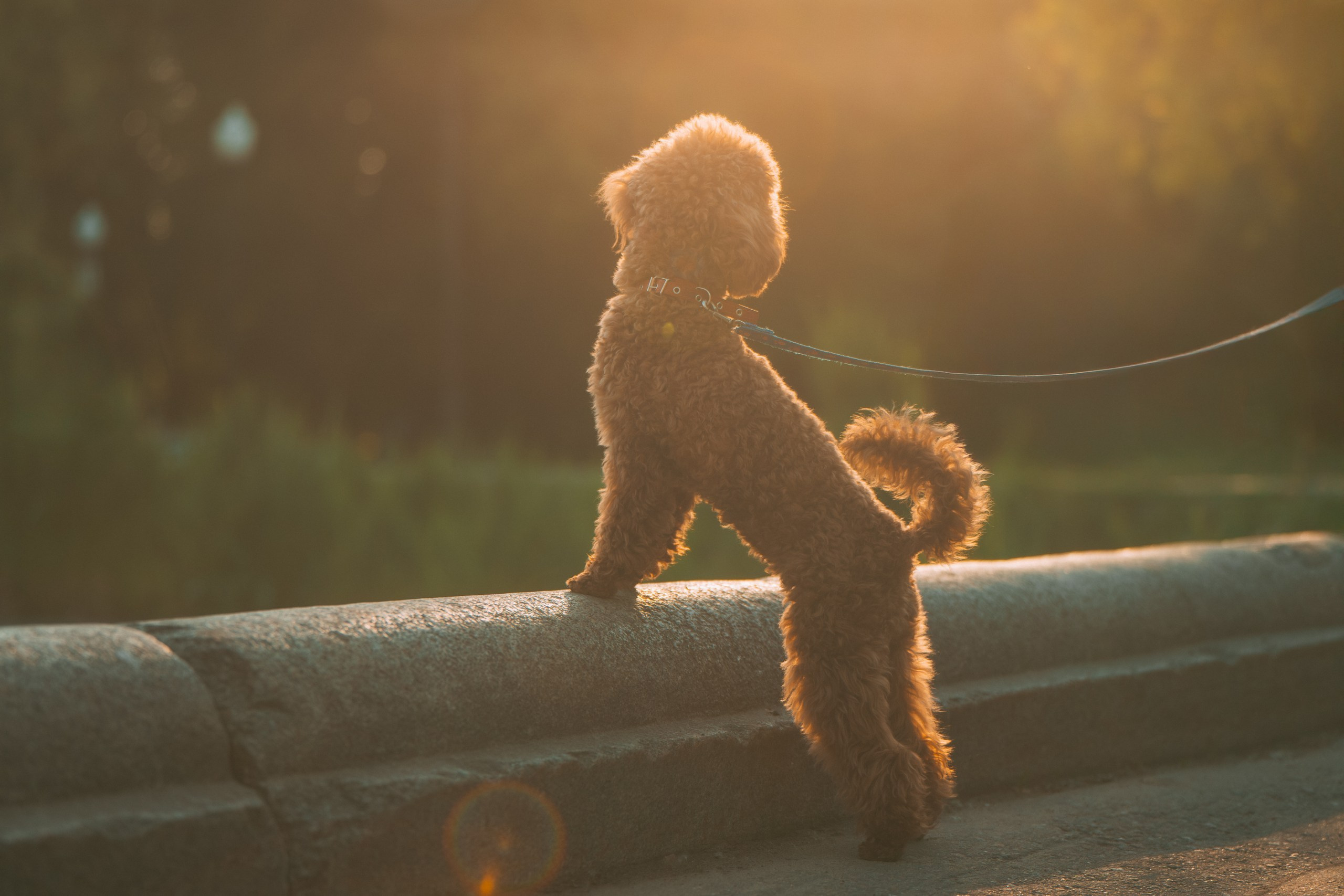 Юля с пуделем. Фотограф Анималист в Москве Анастасия Жучкова