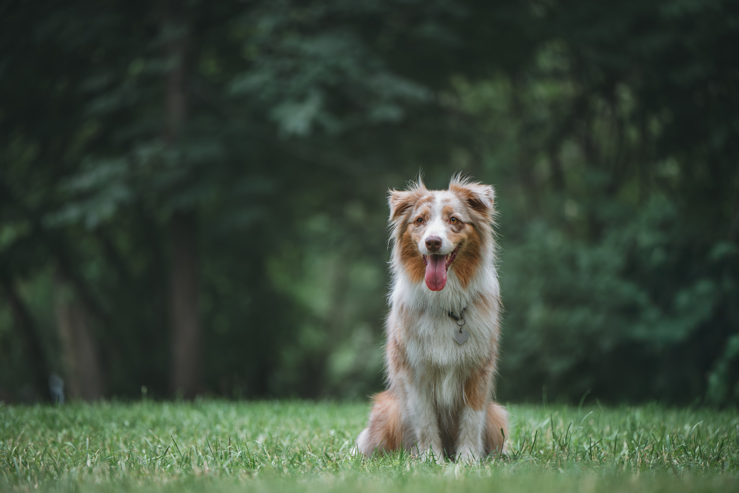 Аусси. Фотограф Анималист в Москве Анастасия Жучкова