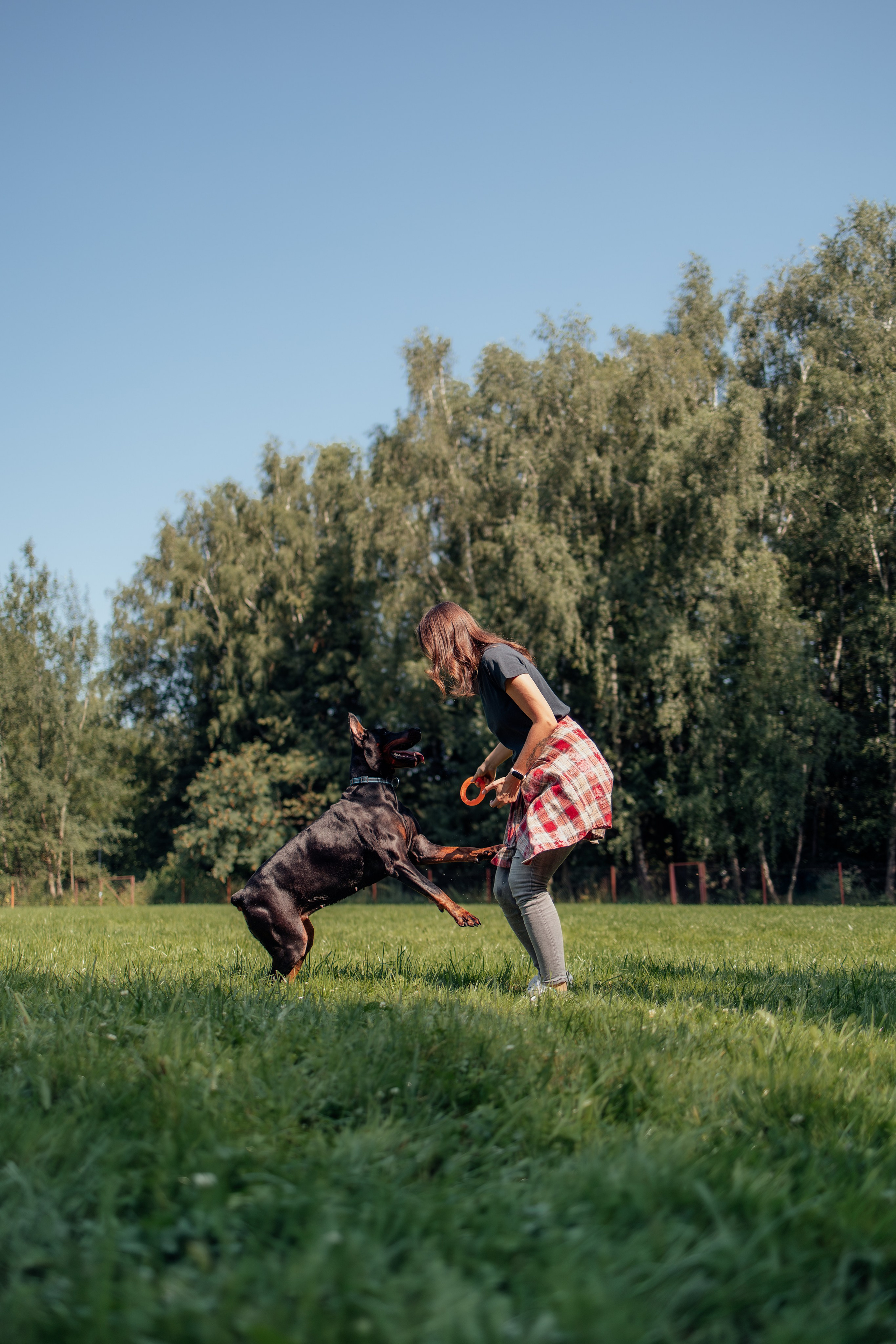Доберман Айза. Фотограф Анималист в Москве Анастасия Жучкова