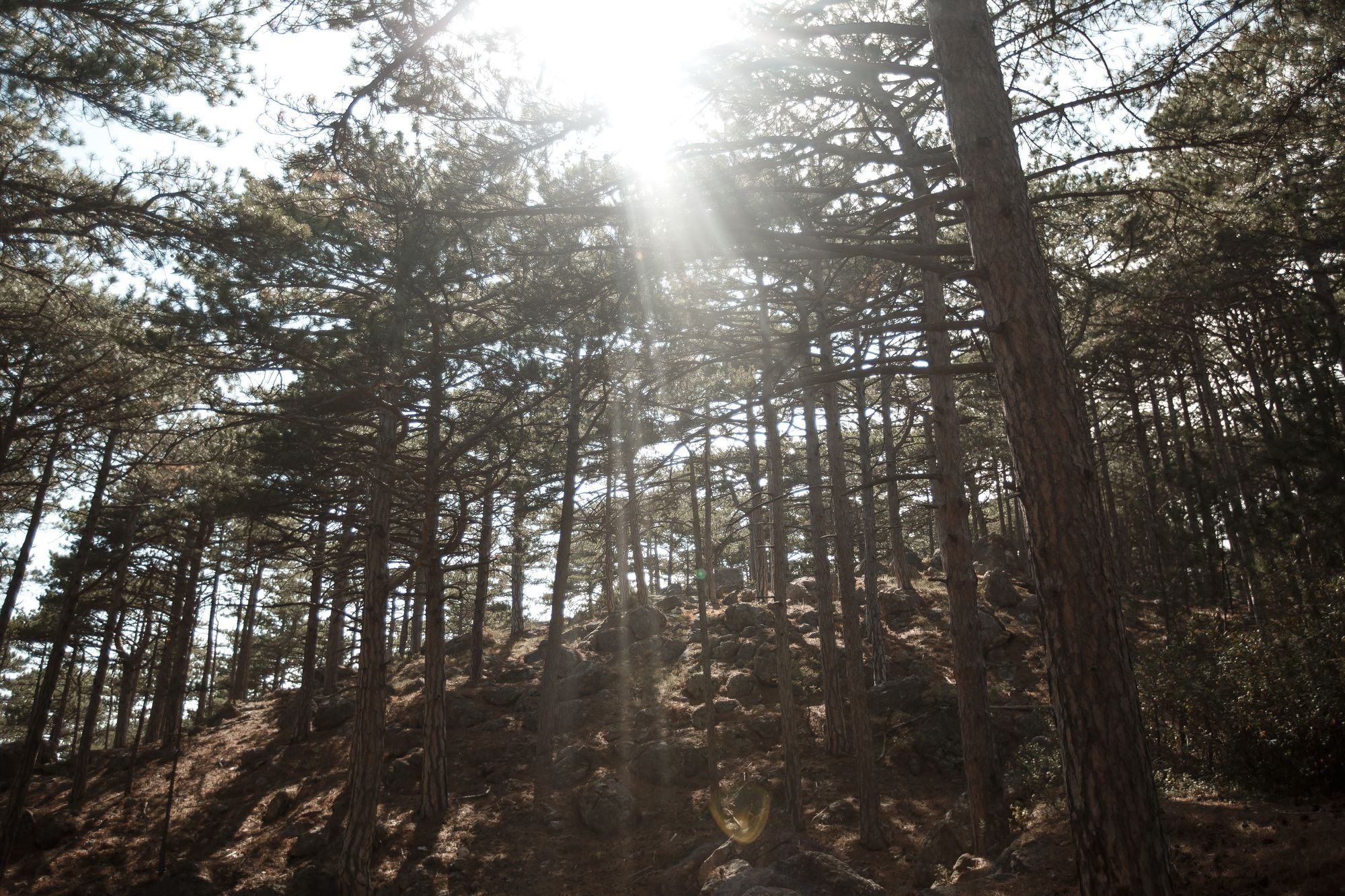 Свадебная прогулка в лесу. Свадебный и семейный фотограф в Крыму и Севастополе Дарья Королева