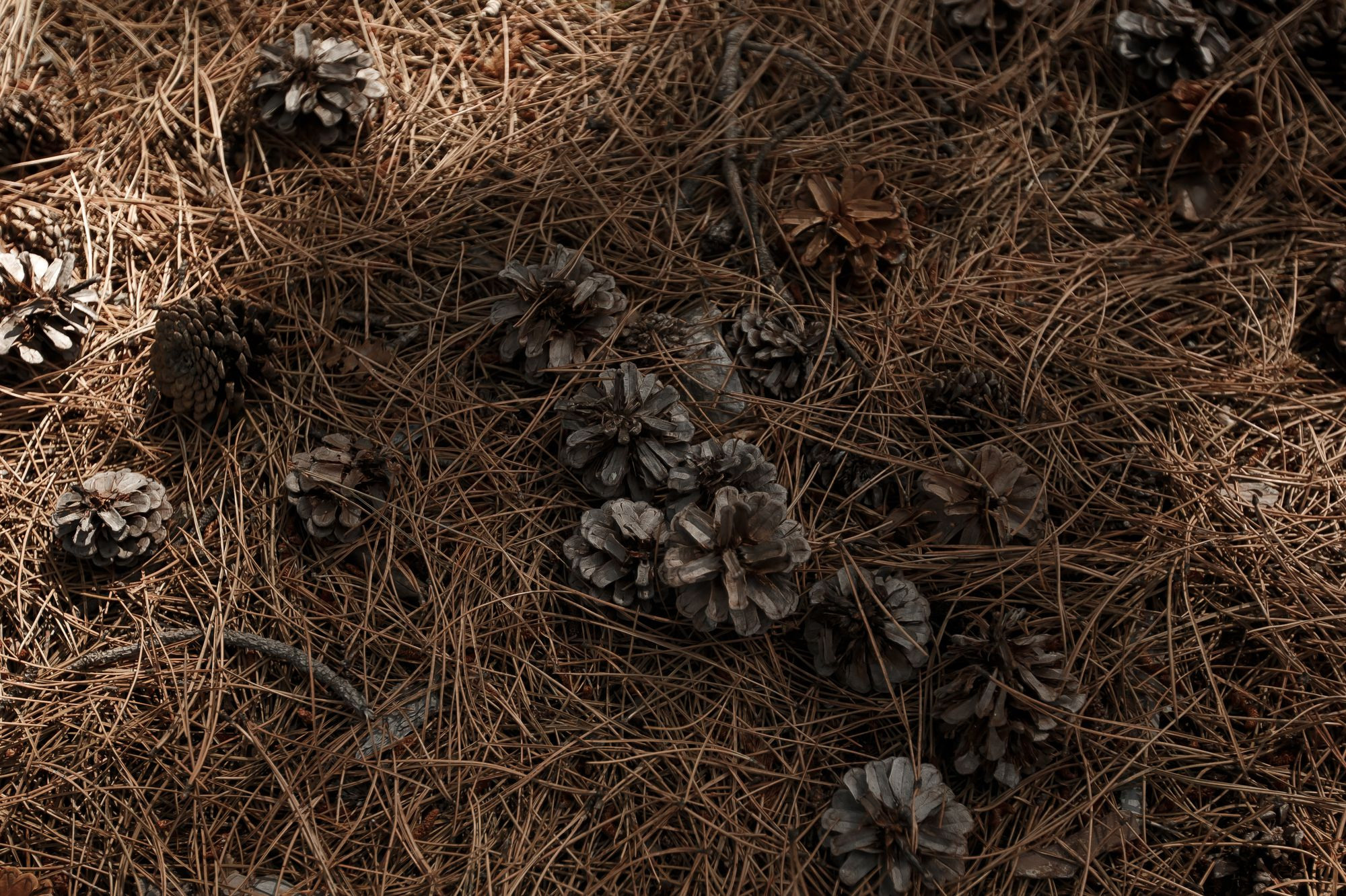 Свадебная прогулка в лесу. Свадебный и семейный фотограф в Крыму и Севастополе Дарья Королева