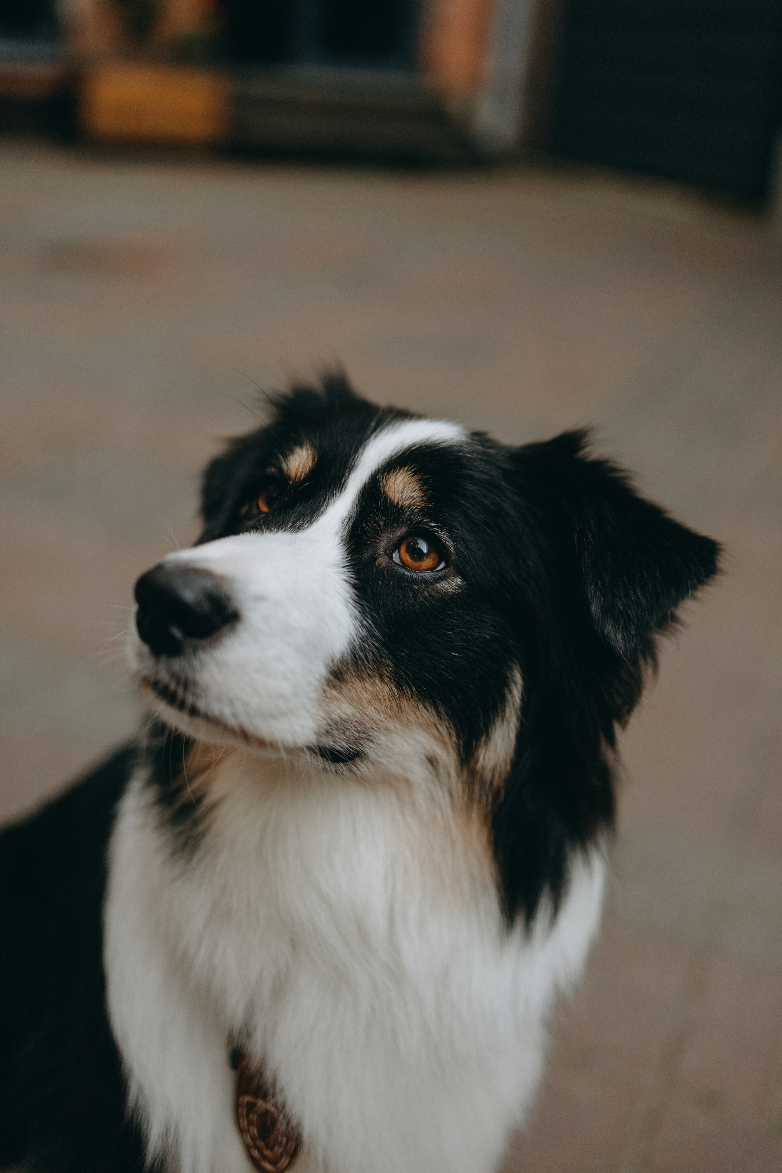 Катя и ее девочки. Фотограф — Анималист | Санкт-Петербург