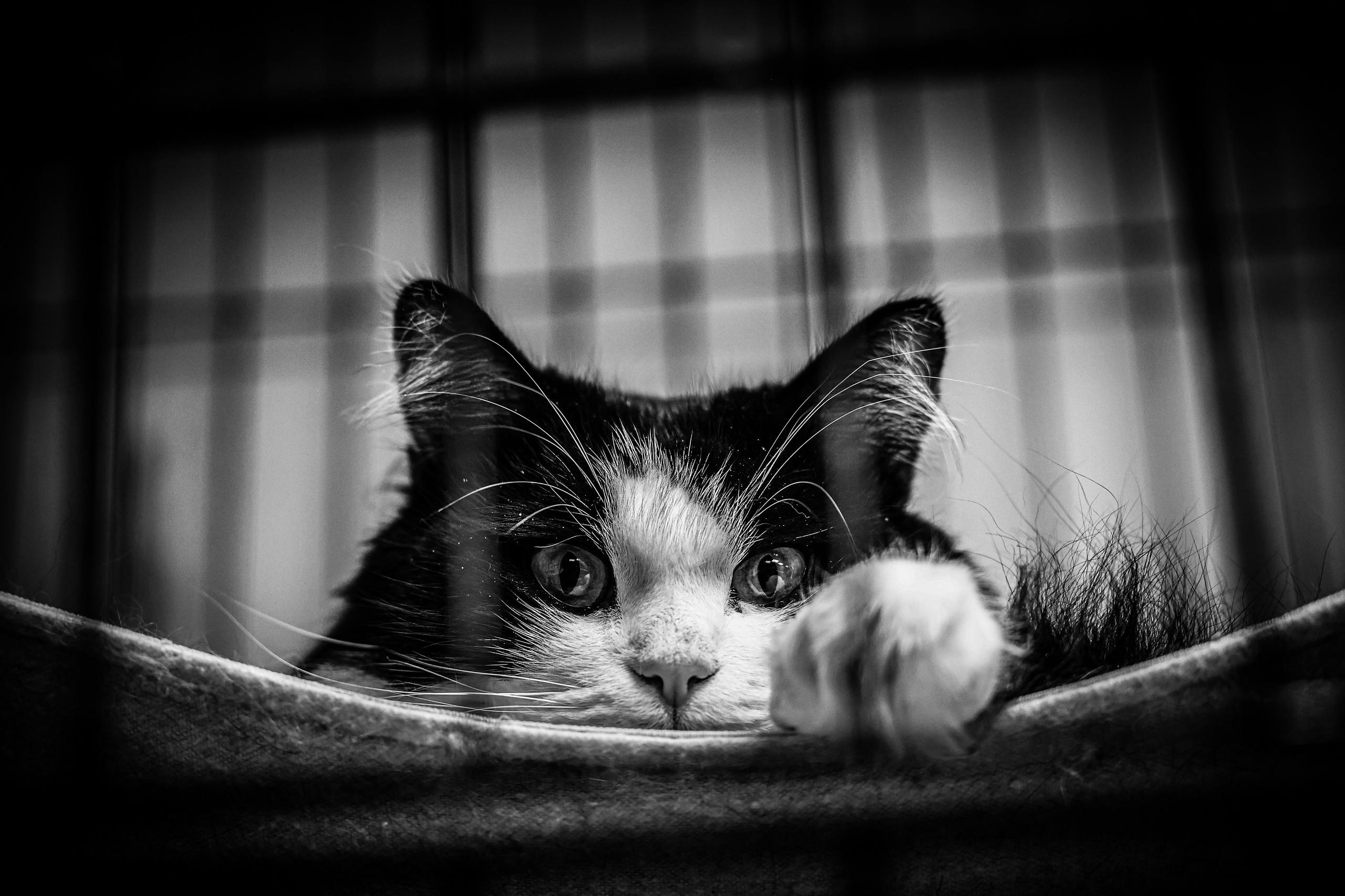 МУР КОША. Ekaterina Ageeva