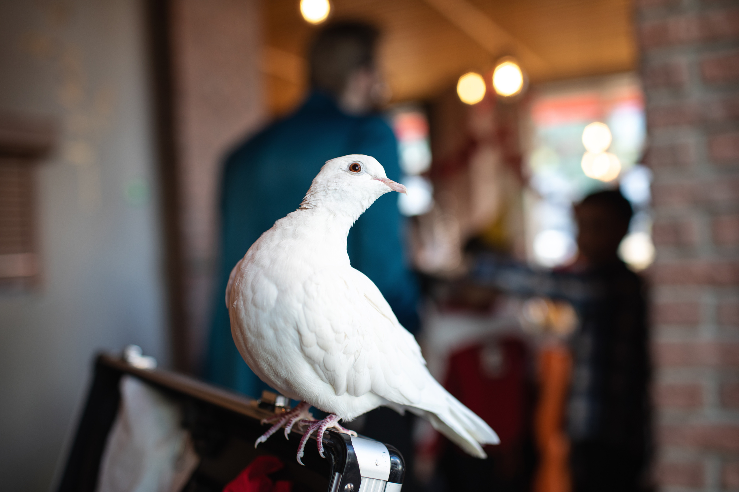 День рождения Элизабет. Фотограф в Санкт-Петербурге