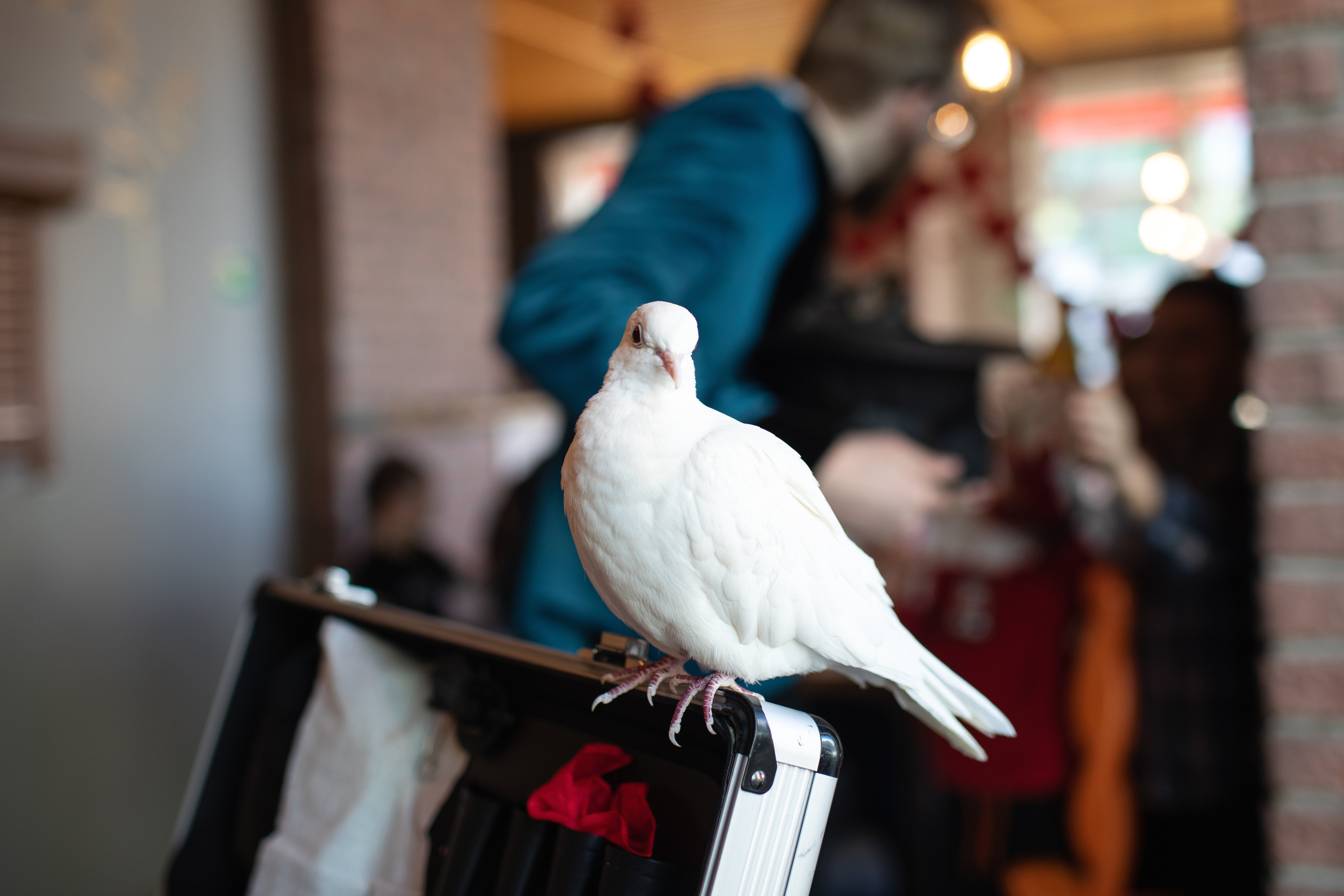 День рождения Элизабет. Фотограф в Санкт-Петербурге