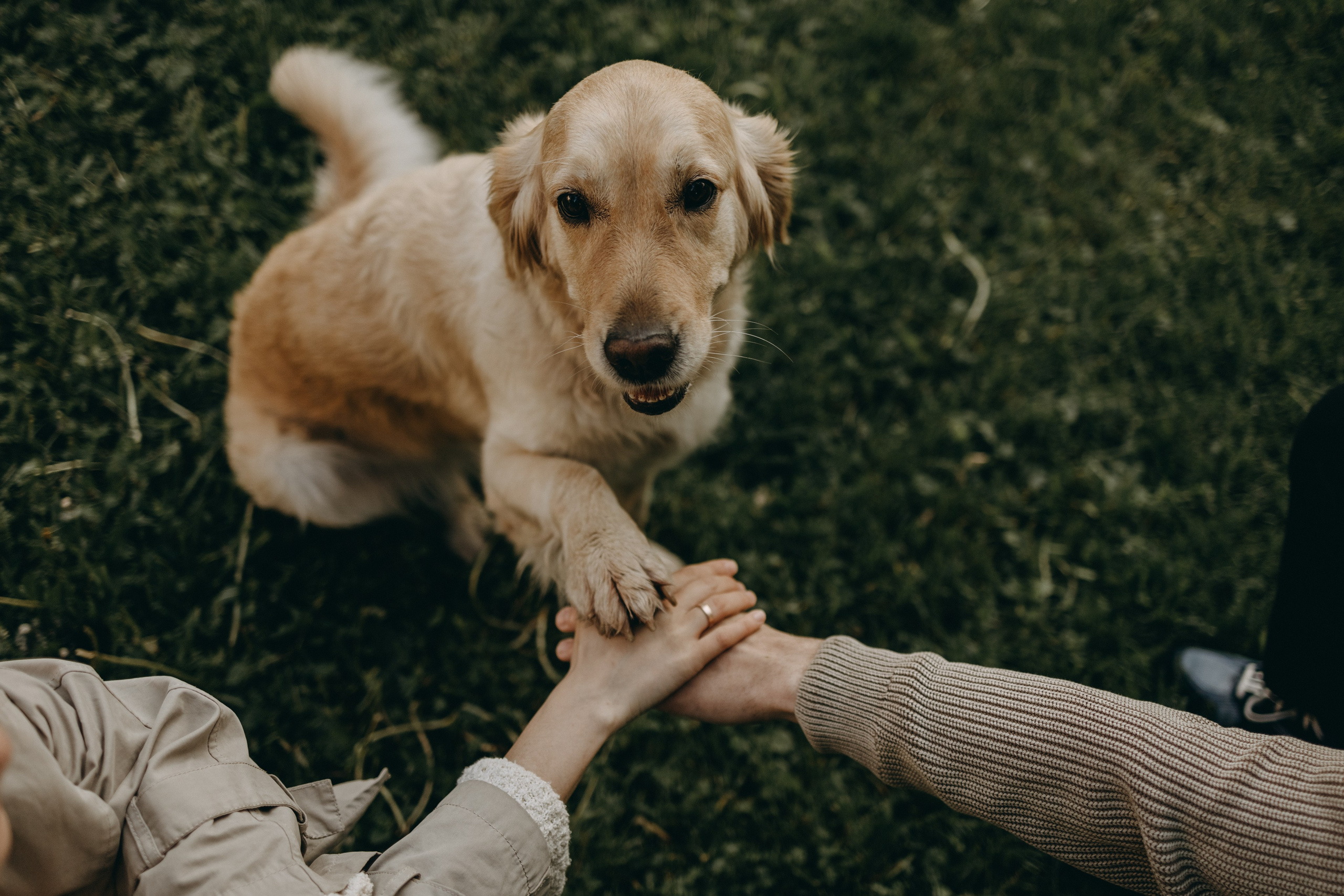 Пенни и ребята. Фотограф — Анималист | Санкт-Петербург