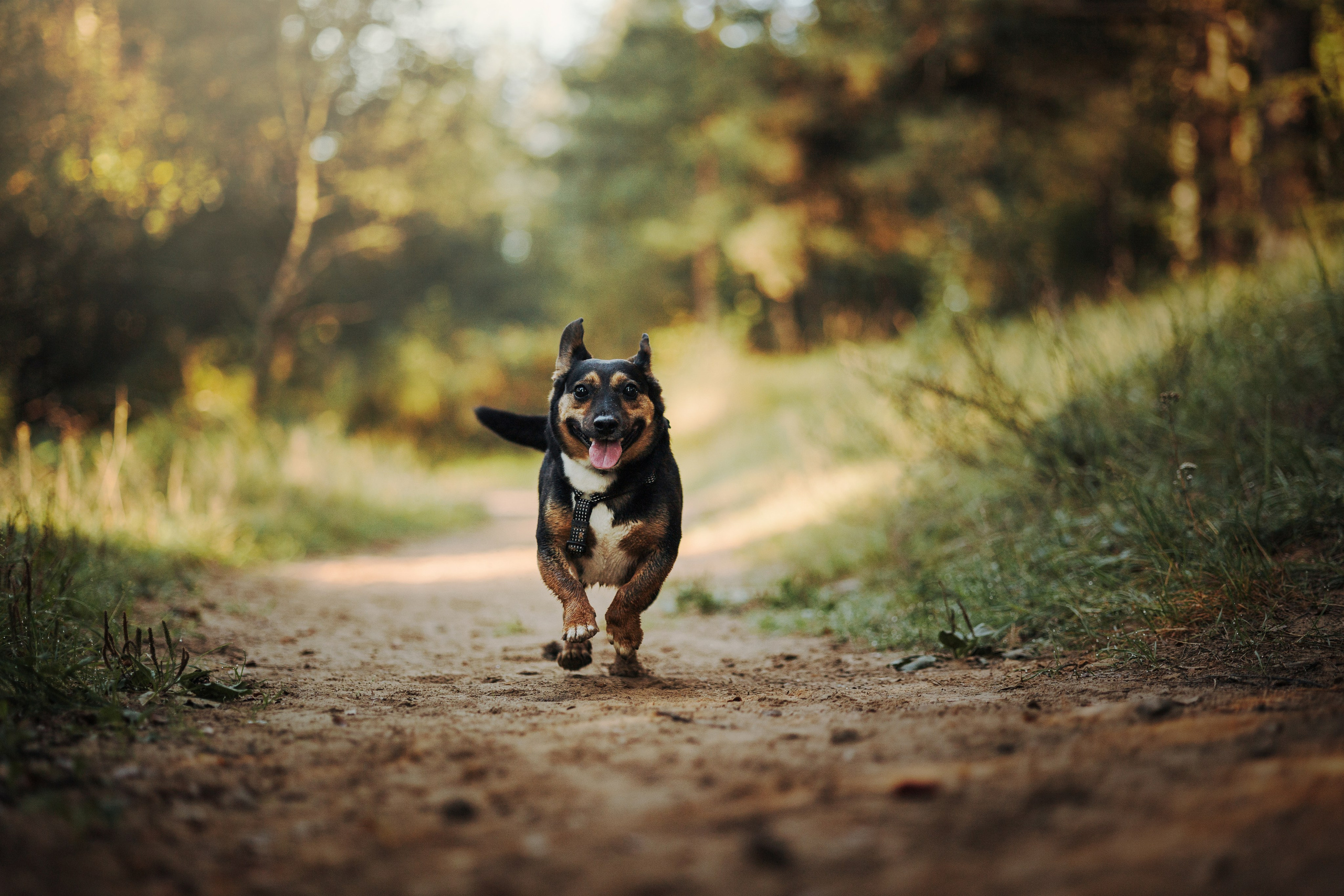 Ольга и Рекс. Фотограф — Анималист | Санкт-Петербург