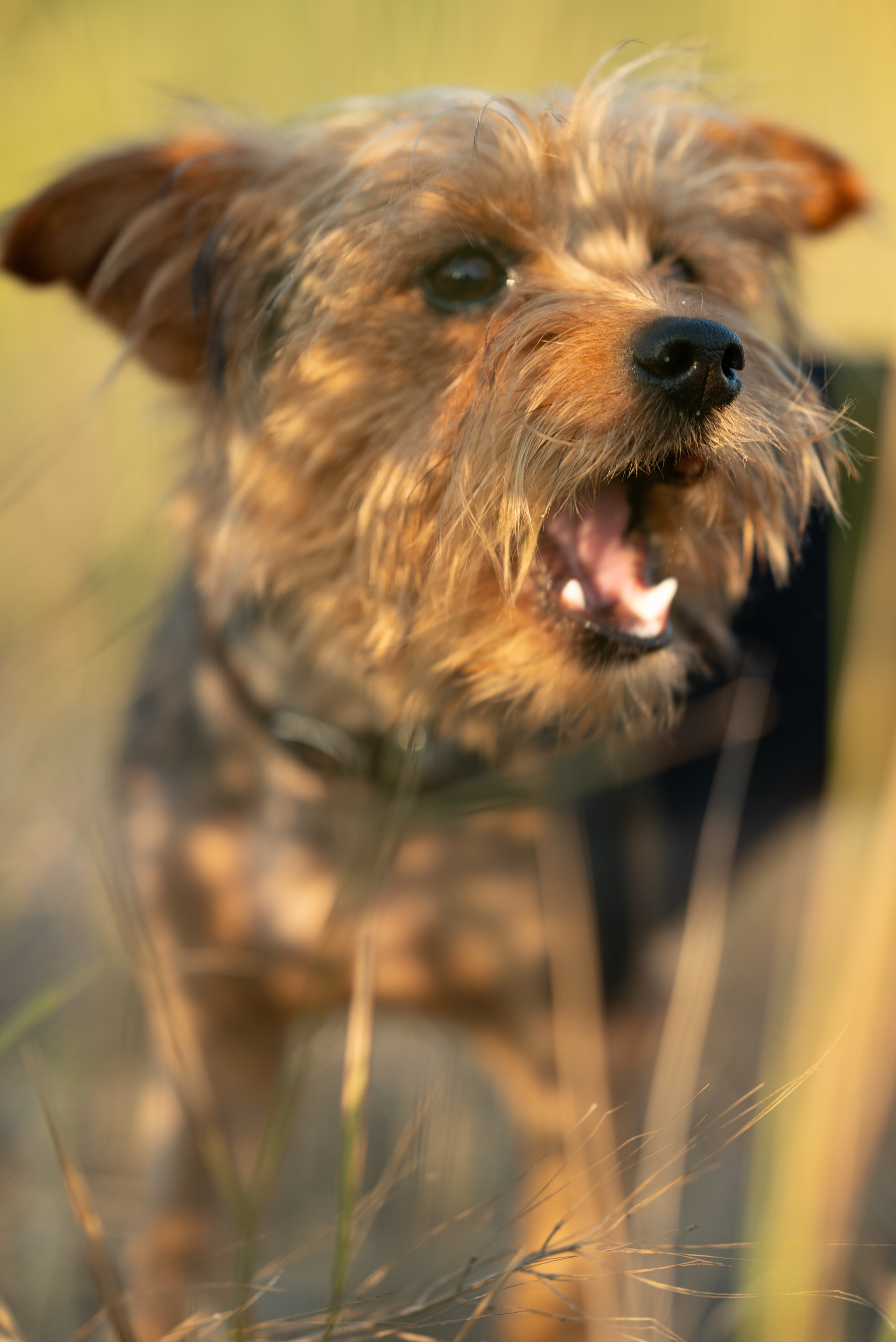 Семья Джаманкуловых. Семейный, женский и детский фотограф в Саратове Айгуль Дюсенбаева