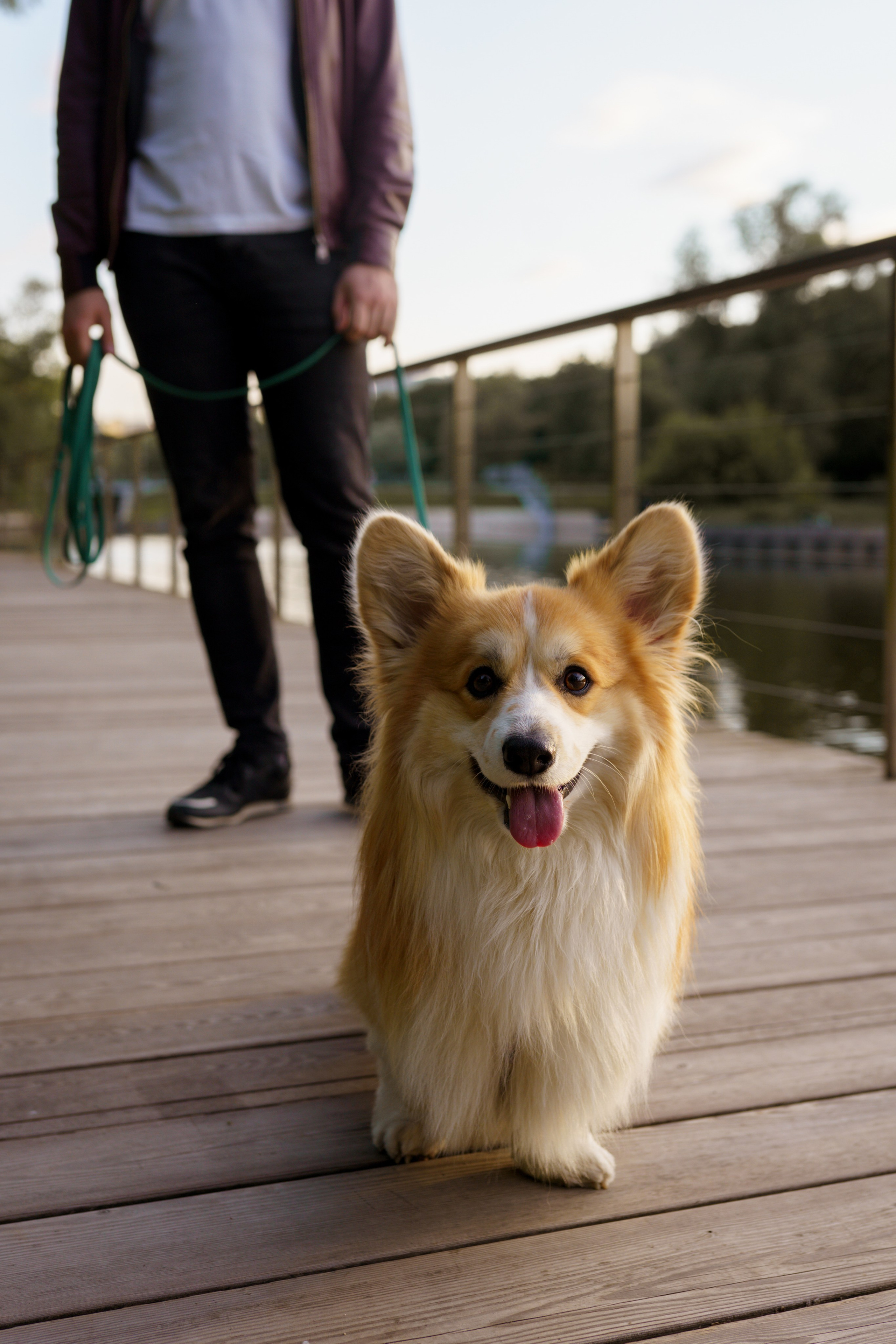 Катя, Арсений и Пух. Свадебный фотограф в Москве Анна Полушина