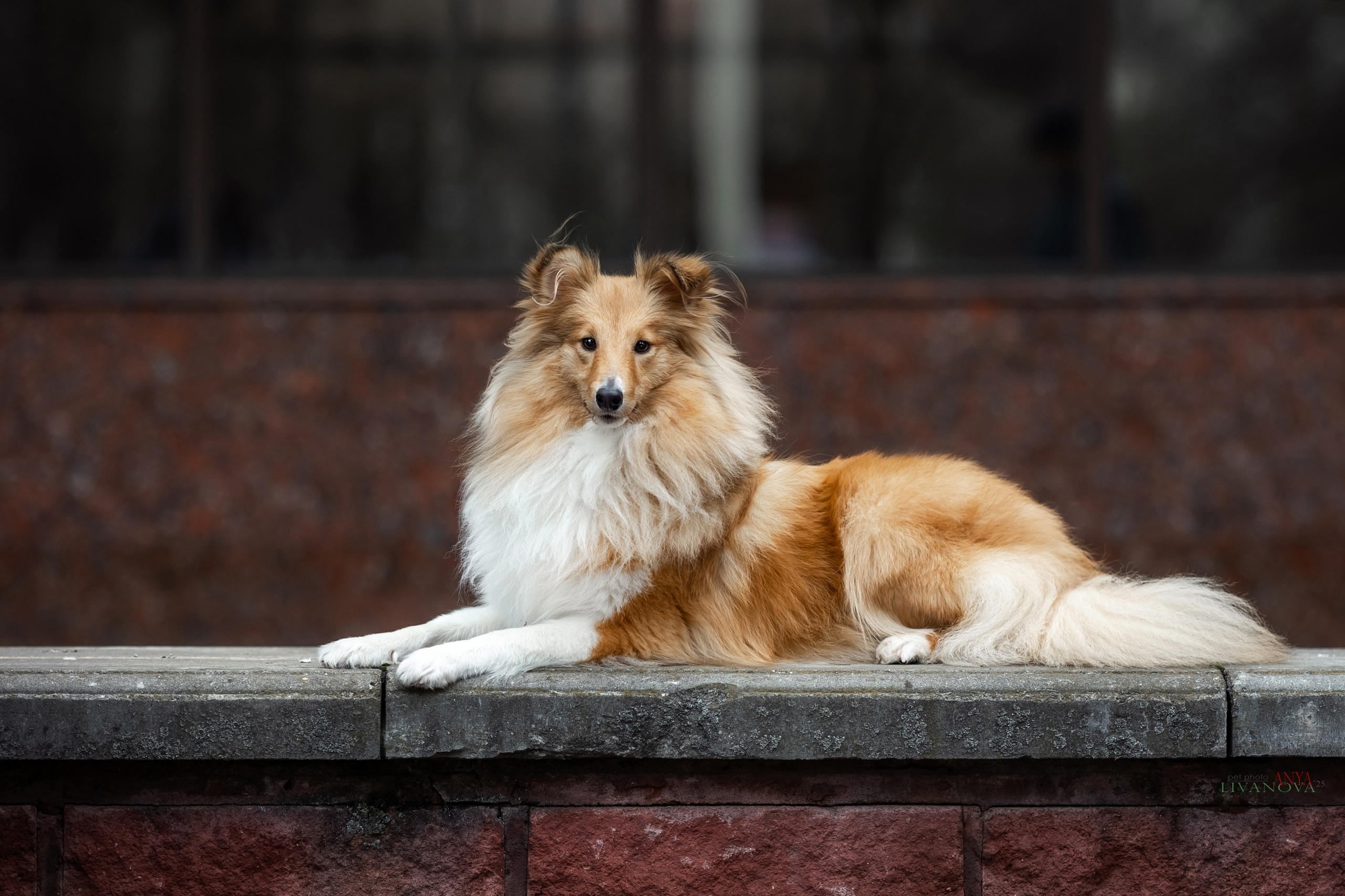 Ника. Фотограф анималист Аня Ливанова | Рыбинск