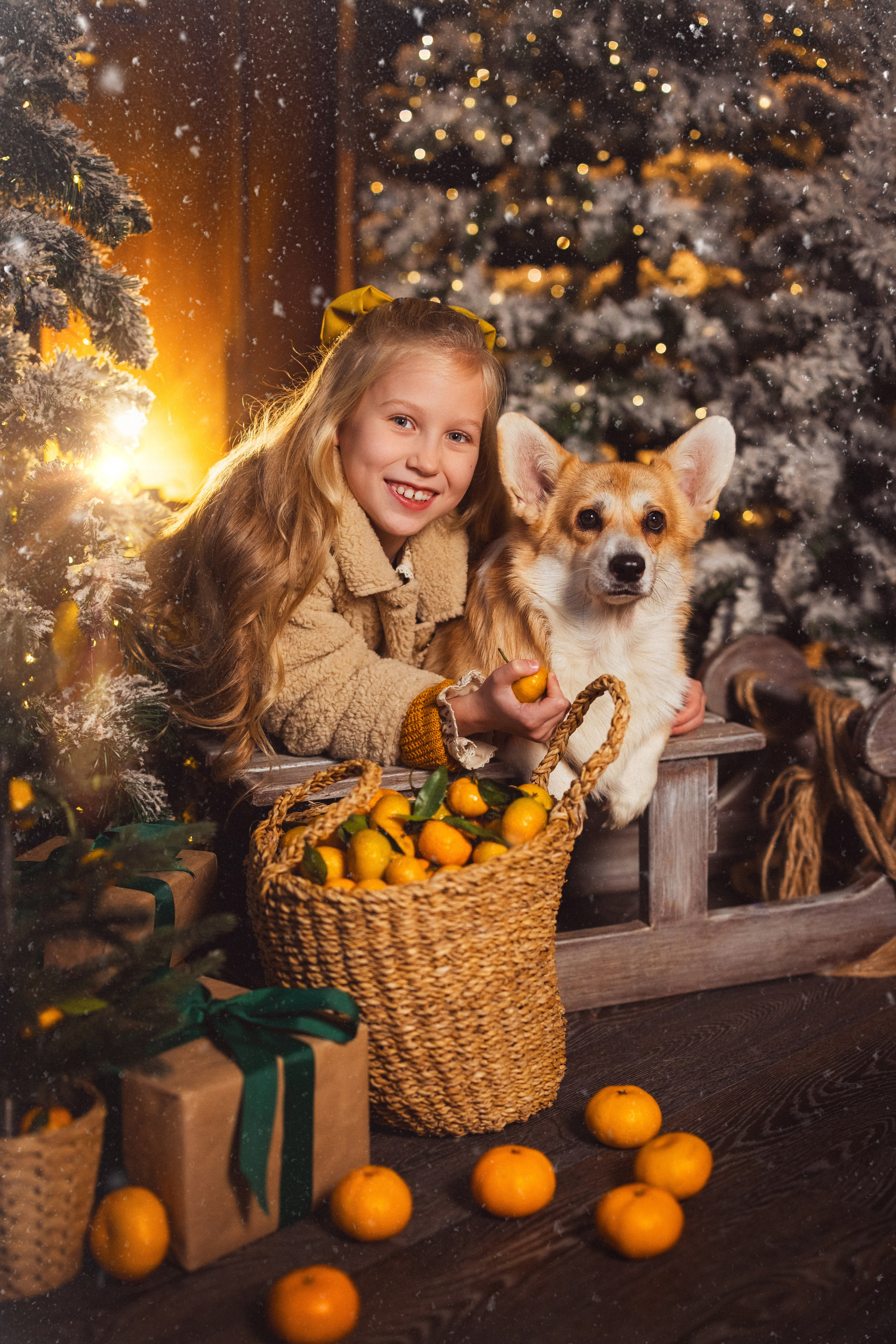 Фотосессия с собачками Корги в зимних декорациях фотостудии «Майя», город Краснодар. Семейный и детский фотограф в Краснодаре Анна Трашкова