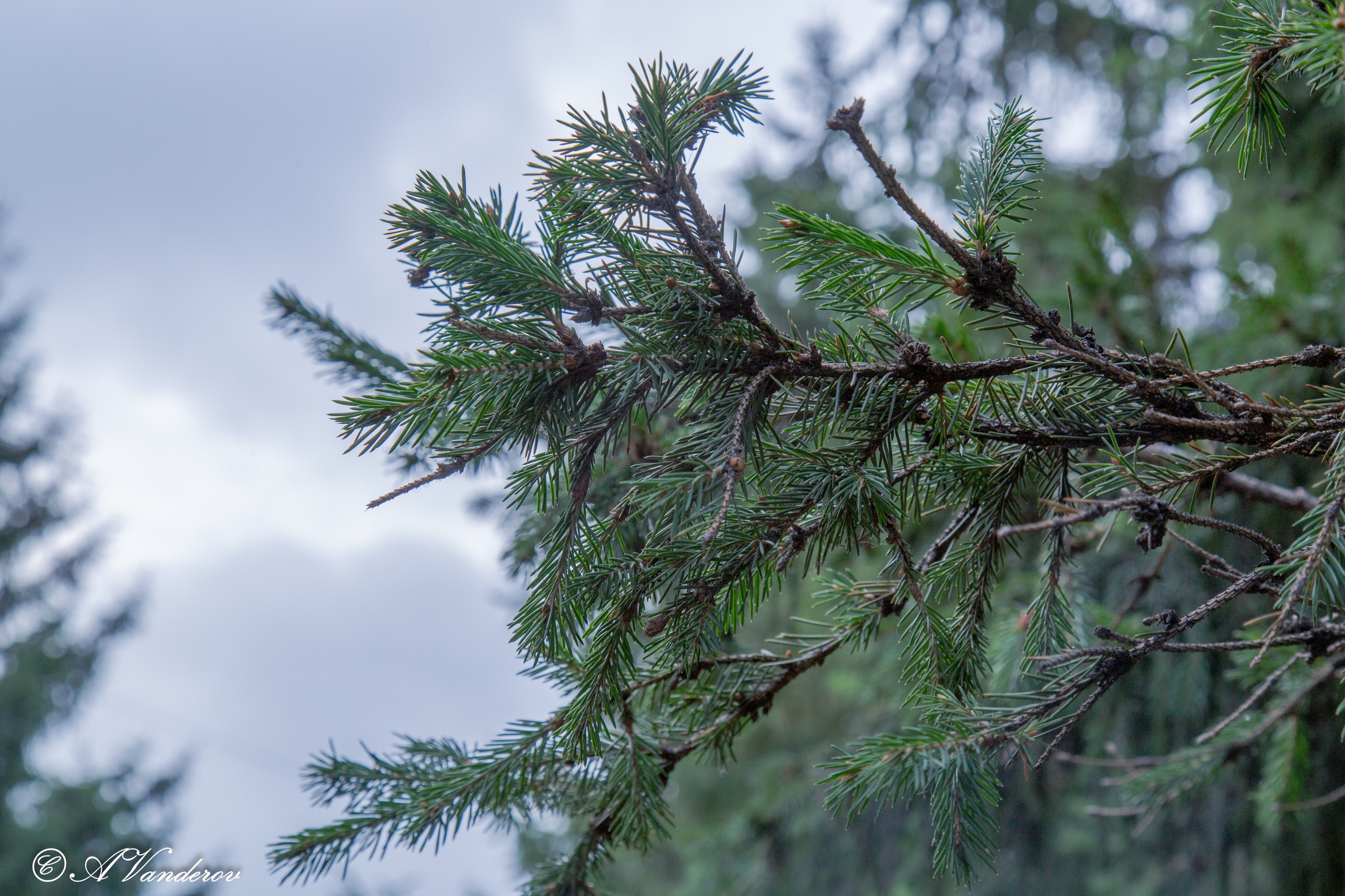 Красота природы. Фотограф Омск | Александр Вандеров