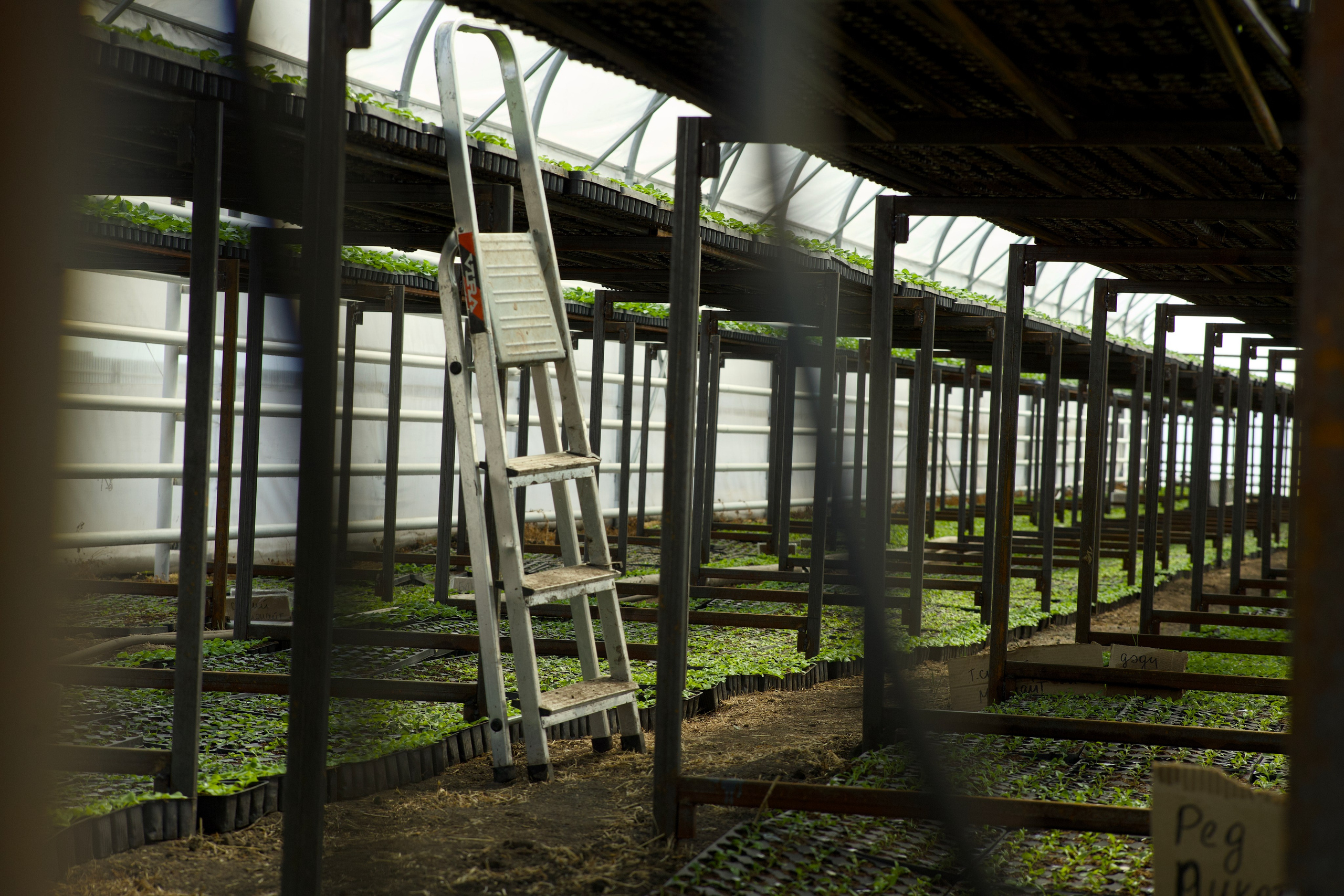 Съёмка для питомника растений «Лаки» под Екатеринбургом. Фотограф в Екатеринбурге: венчания, крещения, репортаж. Видео и трансляции. Официальный фотограф Екатеринбургской епархии